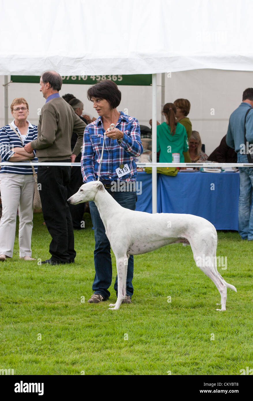 2. September 2012. Northants Greyhound Rescue Gala Day. Im Holiday Inn. Crick.  Northamptonshire UK. keine 415 Best In Show. Applejack im Besitz von Ann Raymond. NGR wurde ist eine Wohltätigkeitsorganisation registriert und im Jahr 2000, im Ruhestand, verlassene und unerwünschte Windhunde im Bereich Northamptonshire eine Rettung, Rehabilitation und Notvermittlung Service anzubieten. Stockfoto