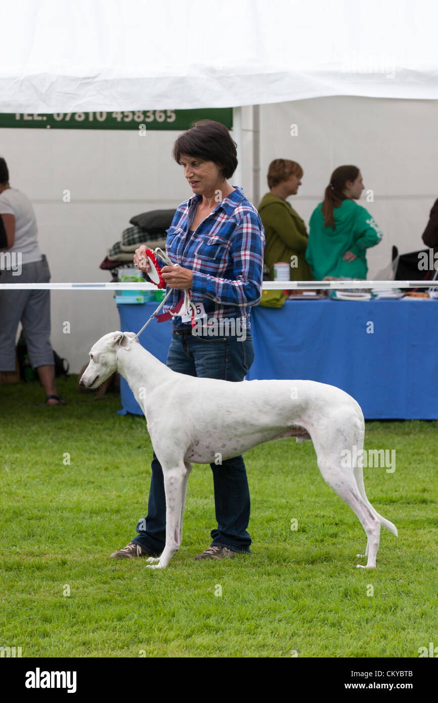 2. September 2012. Northants Greyhound Rescue Gala Day. Im Holiday Inn. Crick.  Northamptonshire UK. keine 415 Best In Show. Applejack im Besitz von Ann Raymond. NGR wurde ist eine Wohltätigkeitsorganisation registriert und im Jahr 2000, im Ruhestand, verlassene und unerwünschte Windhunde im Bereich Northamptonshire eine Rettung, Rehabilitation und Notvermittlung Service anzubieten. Stockfoto