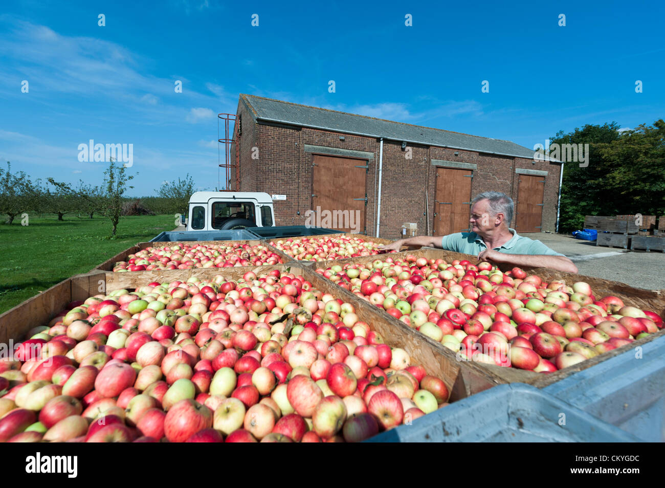 Wisbech, UK. 3. September 2012. David Fisher inspiziert Lagerplätze der Entdeckung Äpfel an Watergull Obstgärten, Wisbech Cambridgeshire UK. Dies war der erste Tag, die Äpfel für Saft in der Saison 2012 gedrückt wurden.  Diese frühe Sorte von Apple bereit für die Abfüllung wurden mehr als 9000 Liter Saft entzogen. Stockfoto