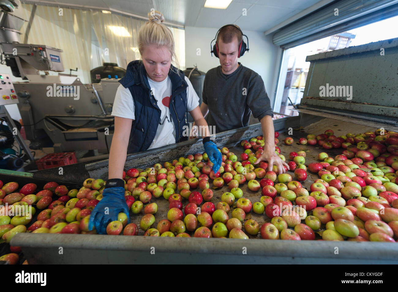 Wisbech, UK. 3. September 2012. James und Lucy Fisher verarbeiten Entdeckung Äpfel an Watergull Obstgärten, Wisbech Cambridgeshire UK. Dies war der erste Tag, die Äpfel für Saft in der Saison 2012 gedrückt wurden.  Diese frühe Sorte von Apple bereit für die Abfüllung wurden mehr als 9000 Liter Saft entzogen. Stockfoto