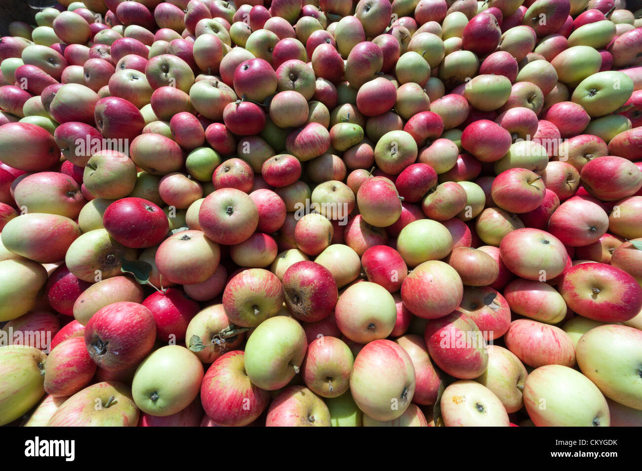 Wisbech, UK. 3. September 2012. Entdeckung-Äpfel bereit zum Pressen bei Watergull Obstgärten, Wisbech Cambridgeshire UK. Dies war der erste Tag, die Äpfel für Saft in der Saison 2012 gedrückt wurden.  Diese frühe Sorte von Apple bereit für die Abfüllung wurden mehr als 9000 Liter Saft entzogen. Stockfoto