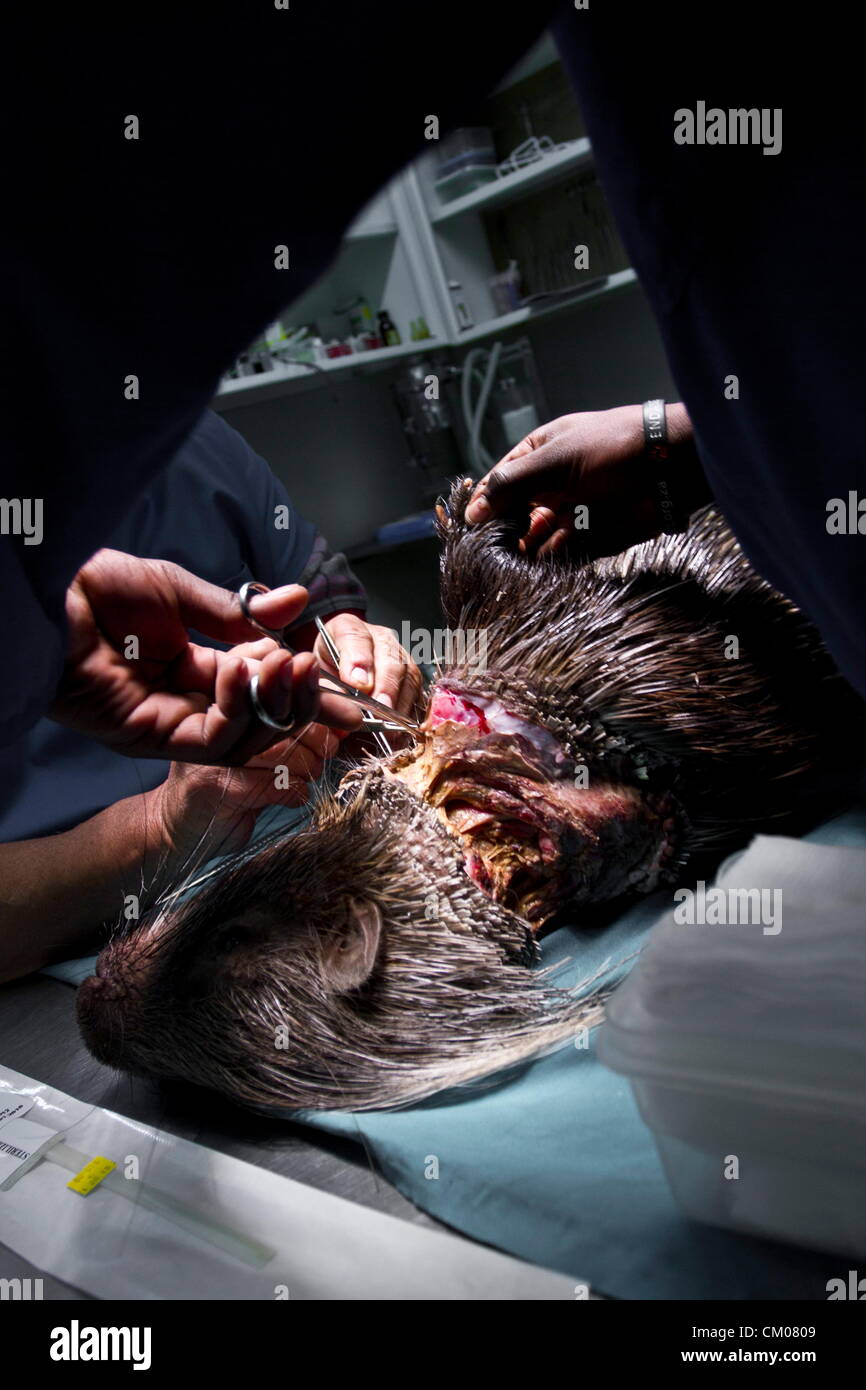 PRETORIA, Südafrika: Tierarzt Dr. Johan van Deemter Stiche Pennetjies das Stachelschwein Hals auf der Waterkloof Glen Animal Hospital am 6. September 2012 in Pretoria, Südafrika. Es wird vermutet, dass das Tier in einem Draht Schlinge gefangen war. (Foto von Gallo Images / Nico van Heerden) Stockfoto