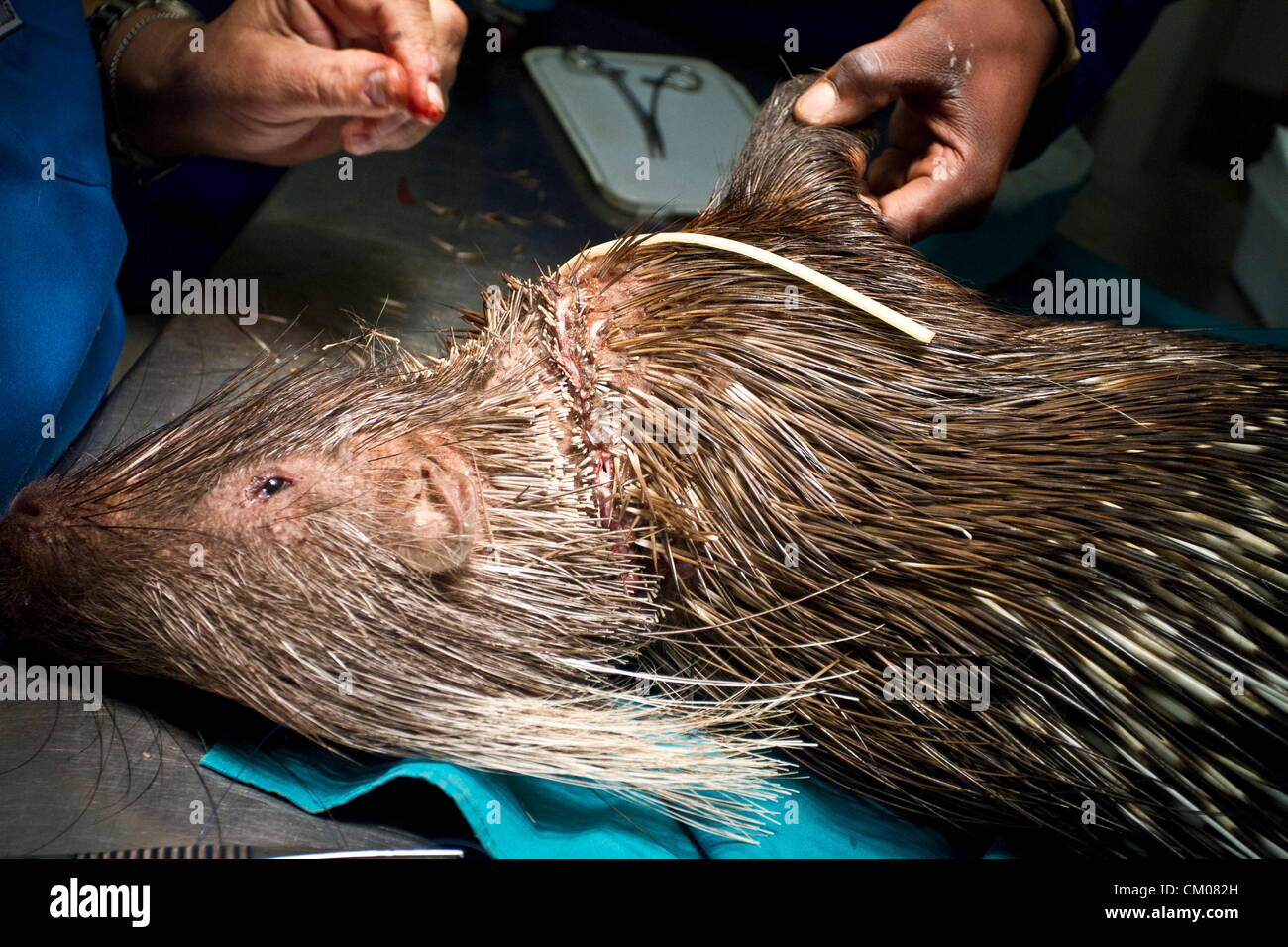 PRETORIA, Südafrika: Tierarzt Dr. Johan van Deemter Stiche Pennetjies das Stachelschwein Hals auf der Waterkloof Glen Animal Hospital am 6. September 2012 in Pretoria, Südafrika. Es wird vermutet, dass das Tier in einem Draht Schlinge gefangen war. (Foto von Gallo Images / Nico van Heerden) Stockfoto