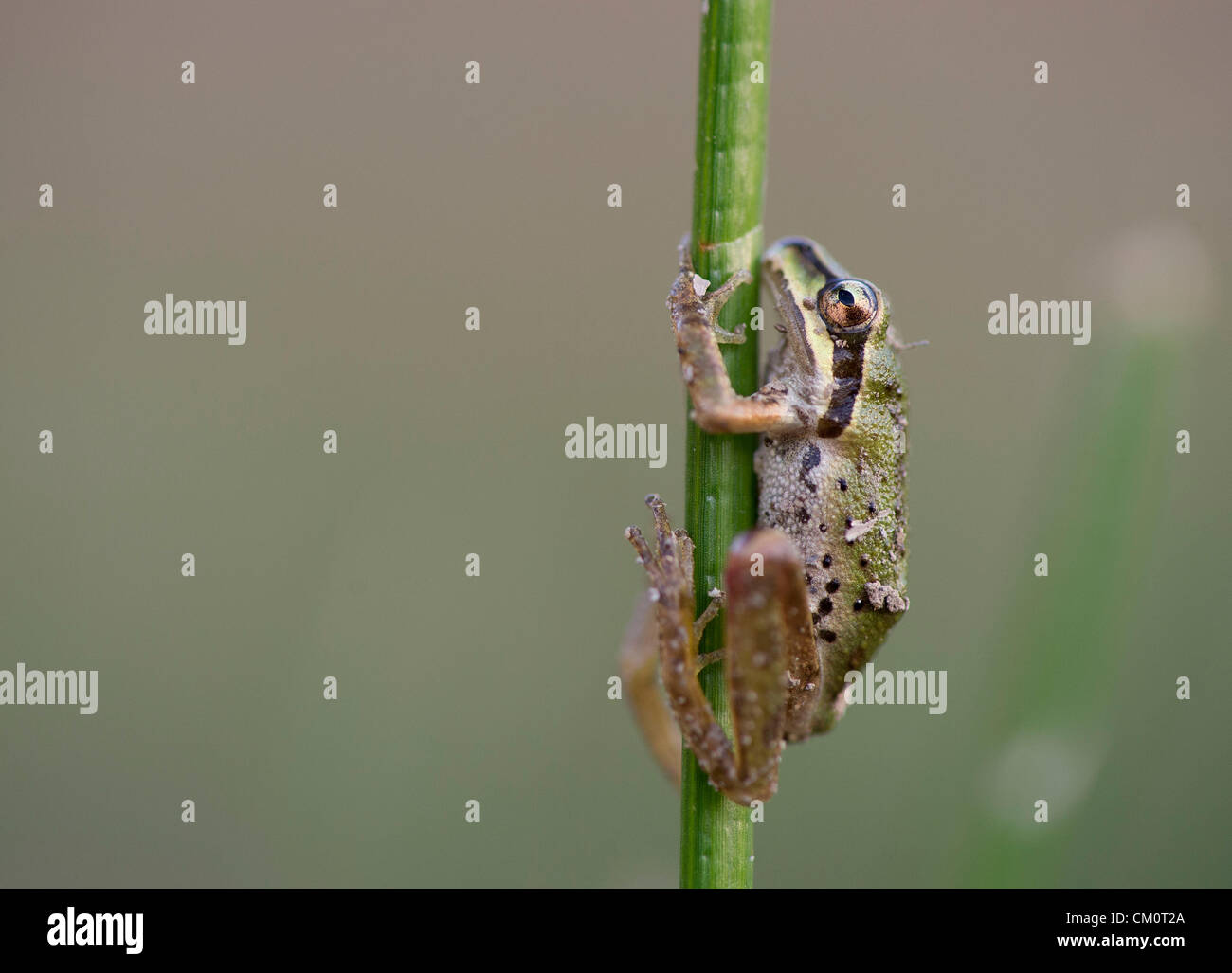9. September 2012 - Roseburg, Oregon, USA - ein wild Pacific Laubfrosch klammert sich an ein Rohr in einem Teich auf einem Bauernhof in der Nähe von Roseburg. (Bild Kredit: Robin Loznak/ZUMAPRESS.com ©) Stockfoto