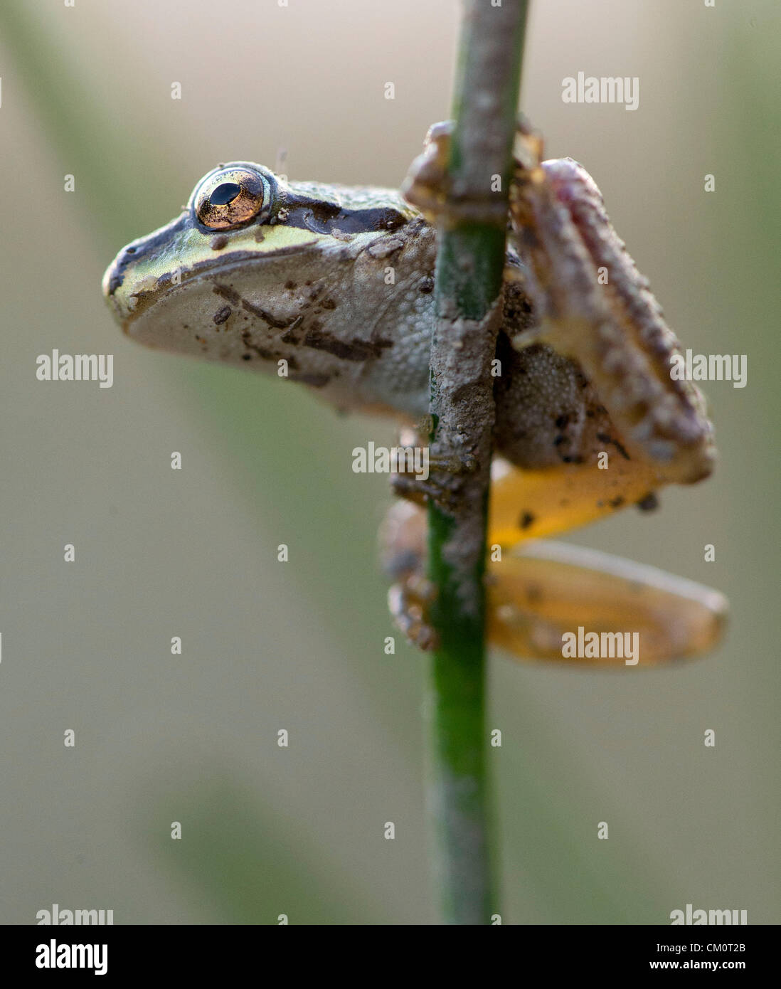 9. September 2012 - Roseburg, Oregon, USA - ein wild Pacific Laubfrosch klammert sich an ein Rohr in einem Teich auf einem Bauernhof in der Nähe von Roseburg. (Bild Kredit: Robin Loznak/ZUMAPRESS.com ©) Stockfoto