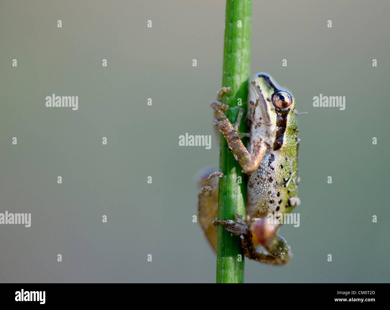 9. September 2012 - Roseburg, Oregon, USA - ein wild Pacific Laubfrosch klammert sich an ein Rohr in einem Teich auf einem Bauernhof in der Nähe von Roseburg. (Bild Kredit: Robin Loznak/ZUMAPRESS.com ©) Stockfoto
