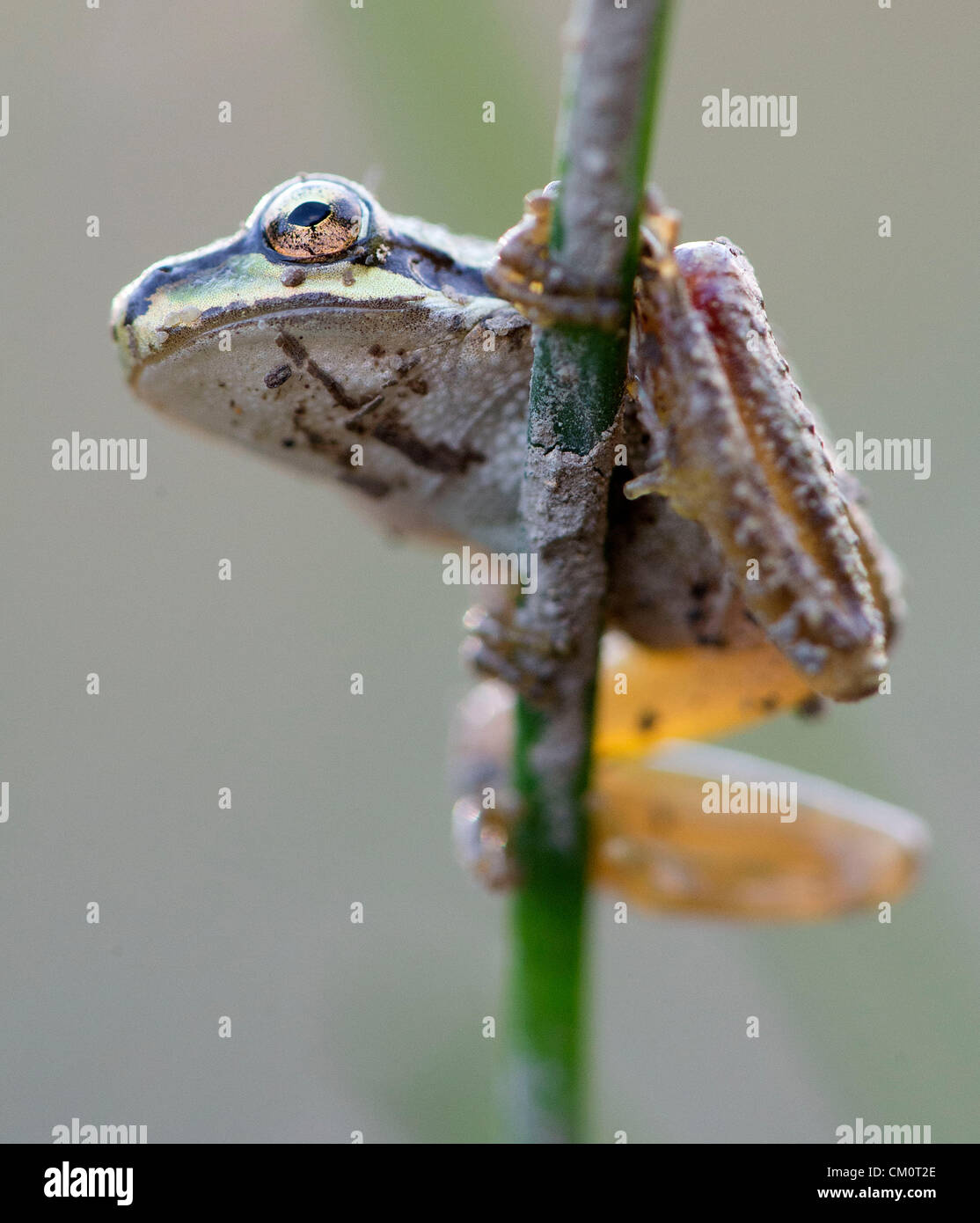 9. September 2012 - Roseburg, Oregon, USA - ein wild Pacific Laubfrosch klammert sich an ein Rohr in einem Teich auf einem Bauernhof in der Nähe von Roseburg. (Bild Kredit: Robin Loznak/ZUMAPRESS.com ©) Stockfoto