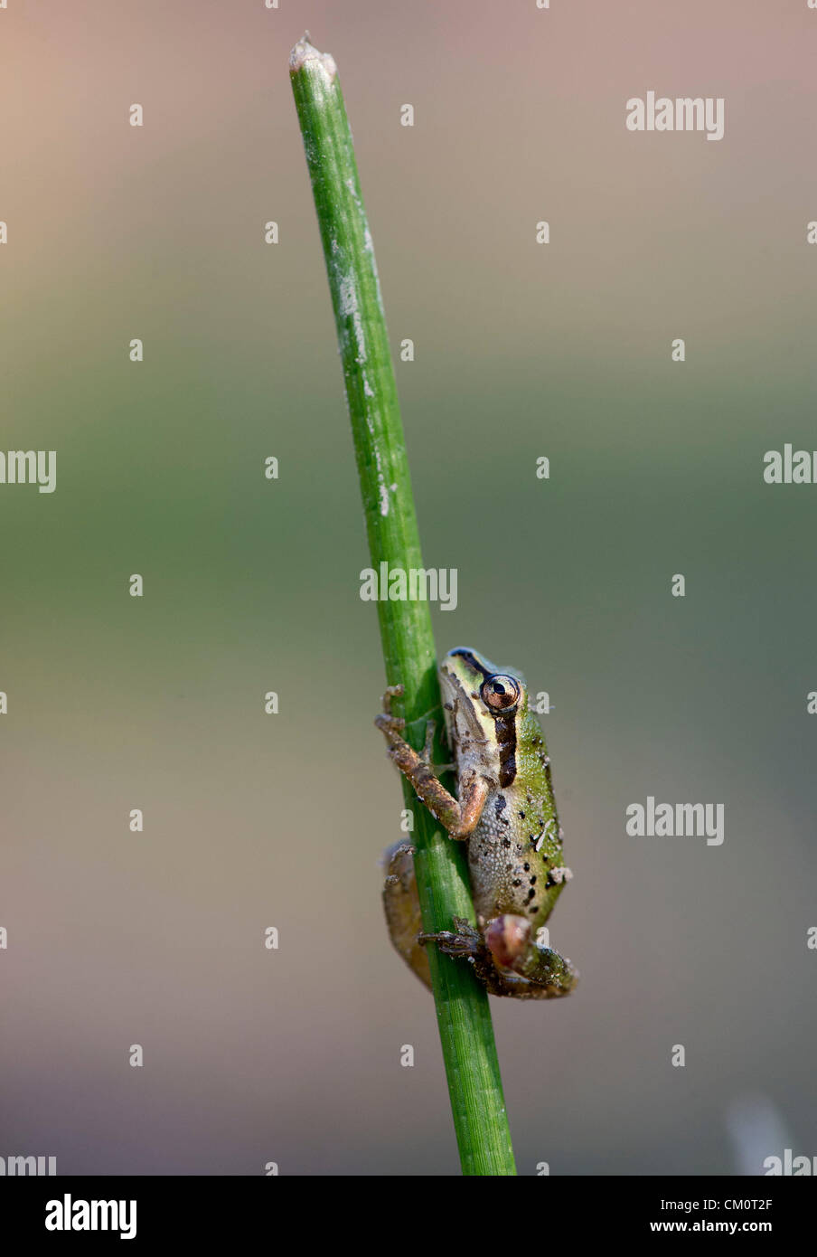 9. September 2012 - Roseburg, Oregon, USA - ein wild Pacific Laubfrosch klammert sich an ein Rohr in einem Teich auf einem Bauernhof in der Nähe von Roseburg. (Bild Kredit: Robin Loznak/ZUMAPRESS.com ©) Stockfoto