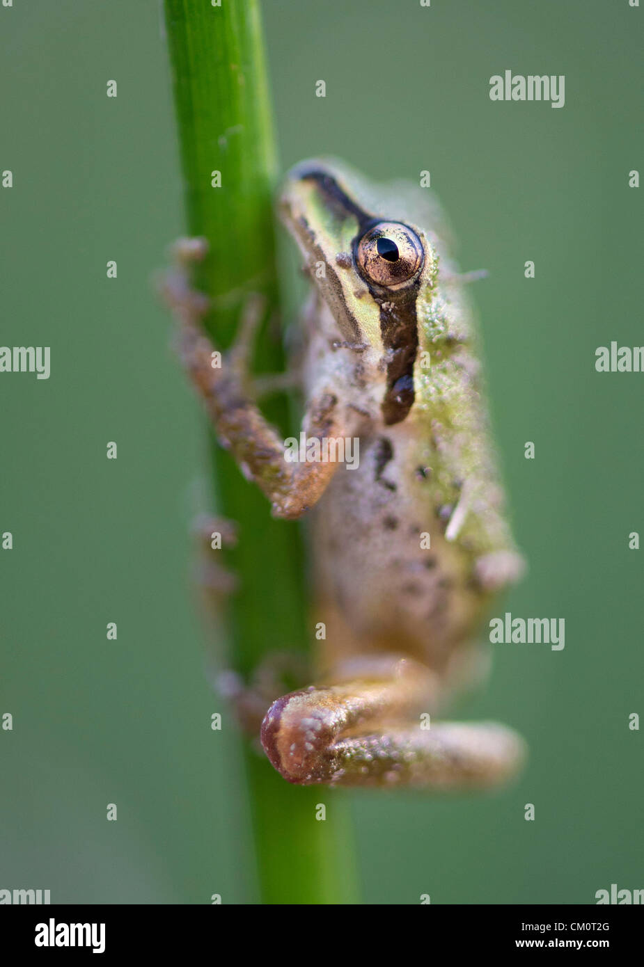 9. September 2012 - Roseburg, Oregon, USA - ein wild Pacific Laubfrosch klammert sich an ein Rohr in einem Teich auf einem Bauernhof in der Nähe von Roseburg. (Bild Kredit: Robin Loznak/ZUMAPRESS.com ©) Stockfoto