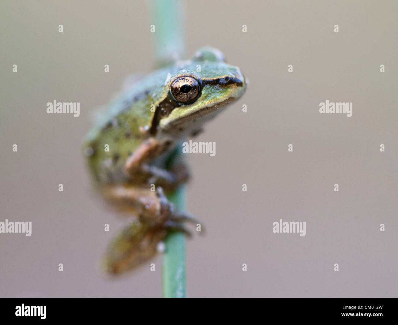 9. September 2012 - Roseburg, Oregon, USA - ein wild Pacific Laubfrosch klammert sich an ein Rohr in einem Teich auf einem Bauernhof in der Nähe von Roseburg. (Bild Kredit: Robin Loznak/ZUMAPRESS.com ©) Stockfoto
