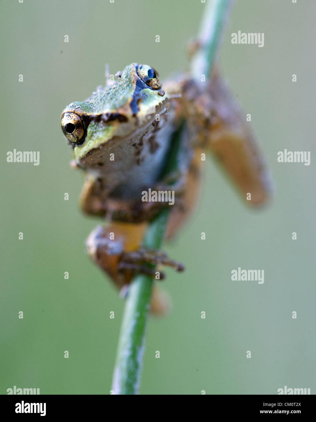 9. September 2012 - Roseburg, Oregon, USA - ein wild Pacific Laubfrosch klammert sich an ein Rohr in einem Teich auf einem Bauernhof in der Nähe von Roseburg. (Bild Kredit: Robin Loznak/ZUMAPRESS.com ©) Stockfoto