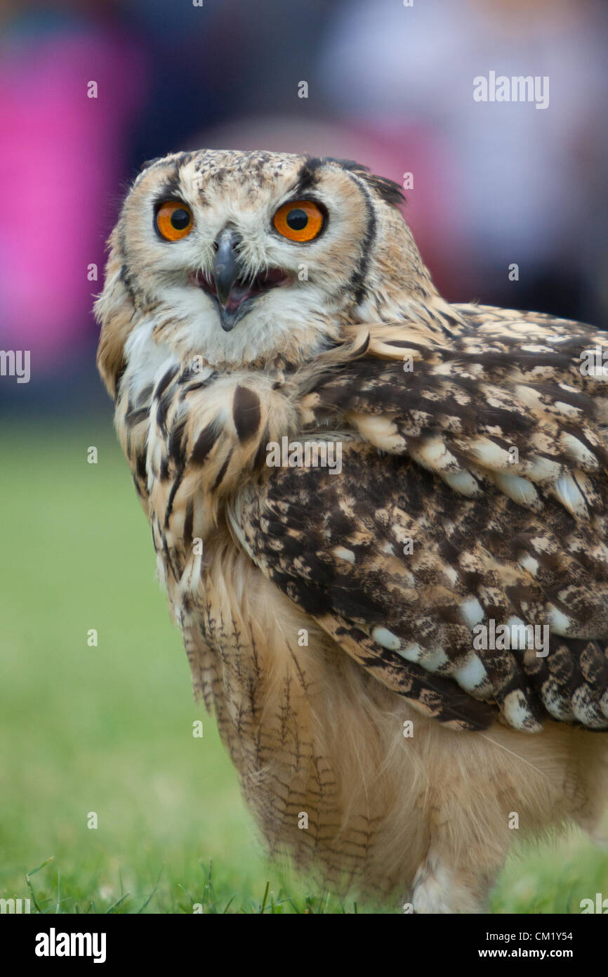 Nahaufnahme von Eule, Country Show Lambeth, London, Sonntag, 16. September 2012 Stockfoto