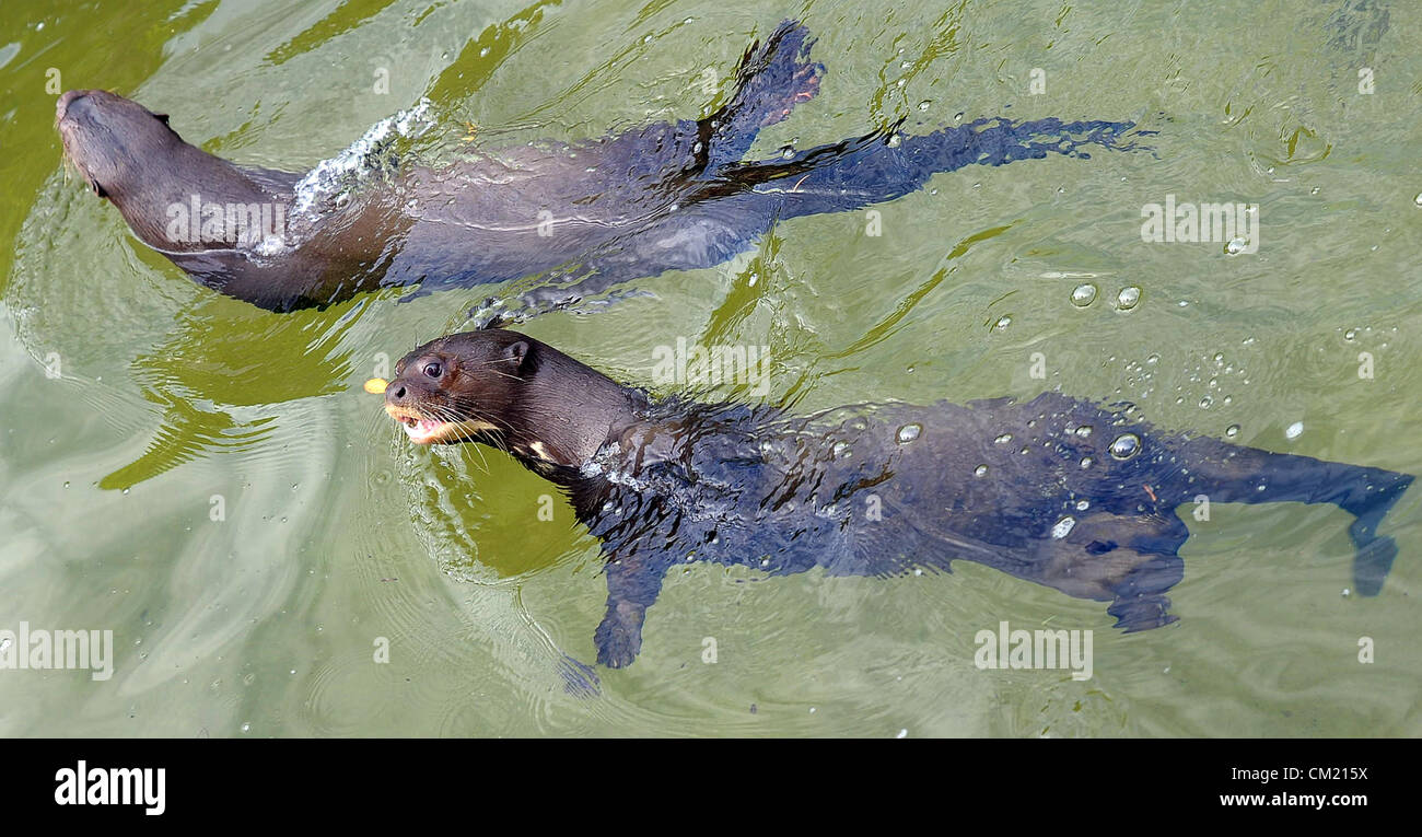 Neue Ausstellung der Riesenotter wurde im ZOO Zlin in Zlin, Tschechische Republik, 16. September 2012 eröffnet. Riesenotter wurden in Zlin, Tschechische Republik, 14. September 2012 abgebildet. (CTK Foto/Zdenek Nemec) Stockfoto