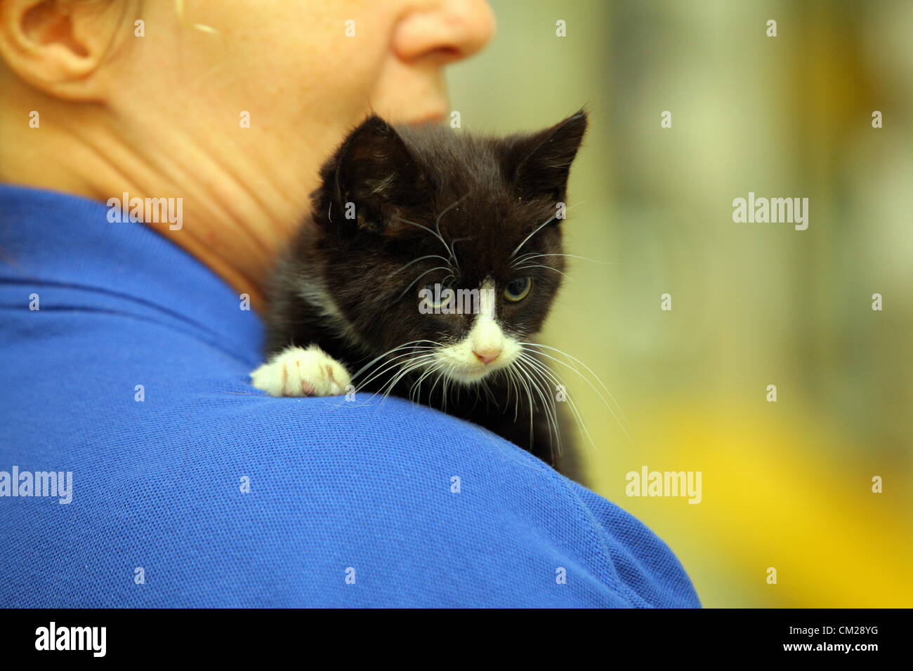 Montag, 17. September 2012 im Bild: Shell das Kätzchen mit Sue Dobbs an Katzen Protection Centre in Bridgend, Südwales.  Re: Eine 10 Wochen alte Kätzchen hatte Glück gehabt, nachdem er drei Tage lang in einem Automotor gefangen.  Das Tier namens Shell, sogar eine 14-Meile Reise im Auto, im Besitz von ein paar aus Brynmenyn in der Nähe von Bridgend überlebt aber wurde von einem Auto Mechaniker Nachbarn gerettet.  Autobesitzer, die Elaine Talbot, sagte: "tagelang hörten wir eine Katze miaut aber wir wussten nicht, wo es aus war, und dann sagte einer meiner Nachbarn, es kommt von meinem Auto."  "Es war der Tag, ich musste nach Maesteg Reisen, Stockfoto