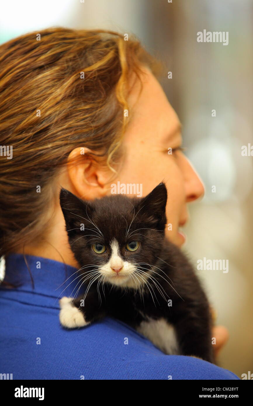 Montag, 17. September 2012 im Bild: Shell das Kätzchen mit Sue Dobbs an Katzen Protection Centre in Bridgend, Südwales.  Re: Eine 10 Wochen alte Kätzchen hatte Glück gehabt, nachdem er drei Tage lang in einem Automotor gefangen.  Das Tier namens Shell, sogar eine 14-Meile Reise im Auto, im Besitz von ein paar aus Brynmenyn in der Nähe von Bridgend überlebt aber wurde von einem Auto Mechaniker Nachbarn gerettet.  Autobesitzer, die Elaine Talbot, sagte: "tagelang hörten wir eine Katze miaut aber wir wussten nicht, wo es aus war, und dann sagte einer meiner Nachbarn, es kommt von meinem Auto."  "Es war der Tag, ich musste nach Maesteg Reisen, Stockfoto