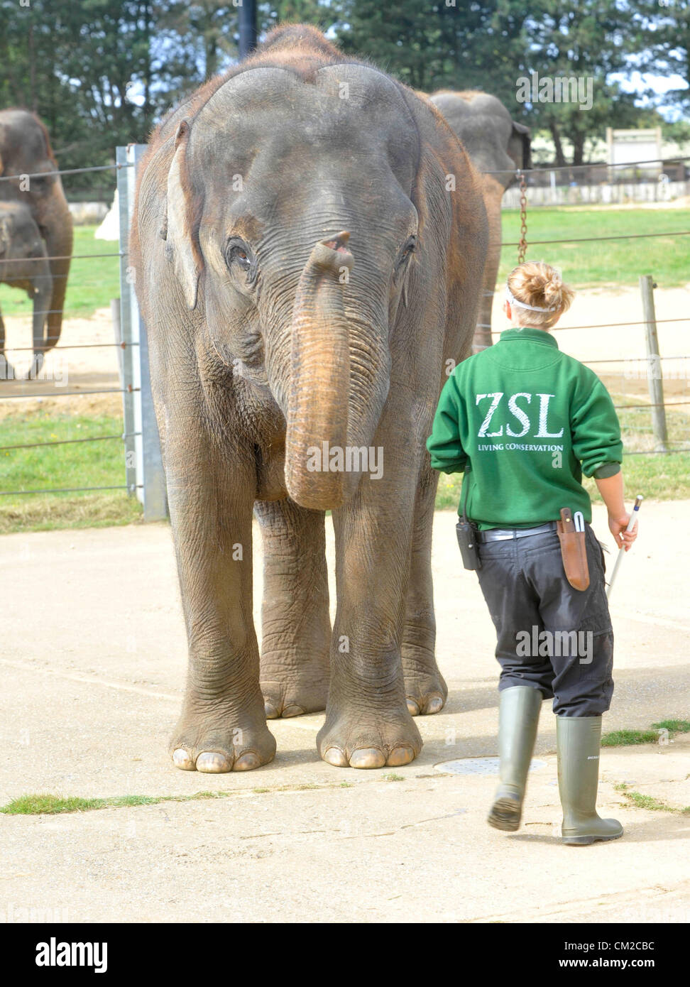 Picasso R Elephant Appreciation Weekend Elephant Asian Elephant Karishma Stockfotos Und Bilder Kaufen Alamy