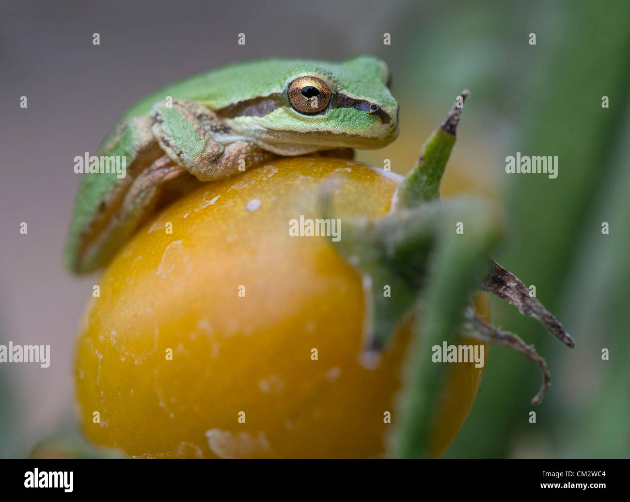22. September 2012 - Oakland, Oregon, USA - sitzt eine kleine pazifische Laubfrosch auf einer Kirschtomate in einem Hochbeet-Garten ein Zuhause in der Nähe von Oakland. (Bild Kredit: Robin Loznak/ZUMAPRESS.com ©) Stockfoto