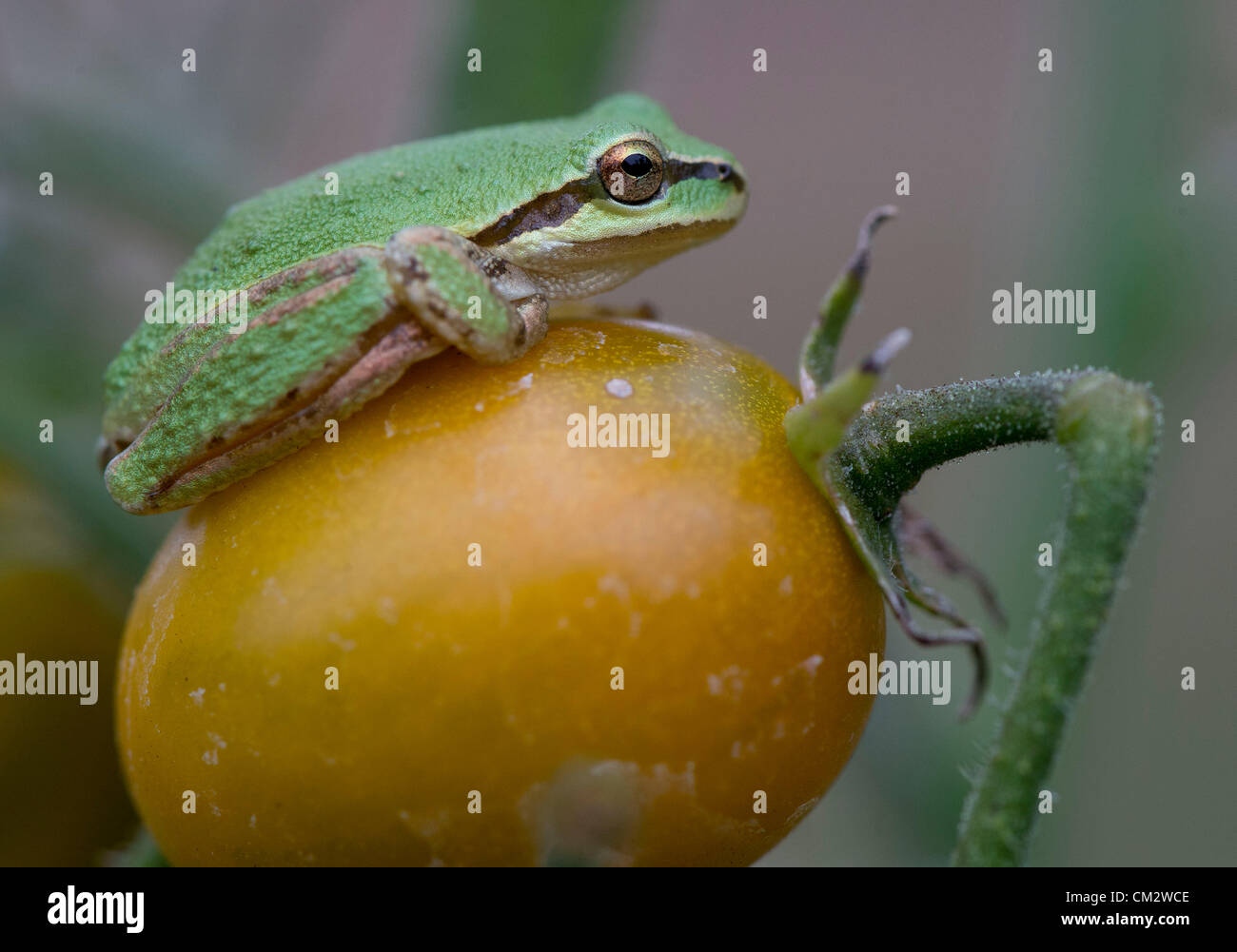 22. September 2012 - Oakland, Oregon, USA - sitzt eine kleine pazifische Laubfrosch auf einer Kirschtomate in einem Hochbeet-Garten ein Zuhause in der Nähe von Oakland. (Bild Kredit: Robin Loznak/ZUMAPRESS.com ©) Stockfoto