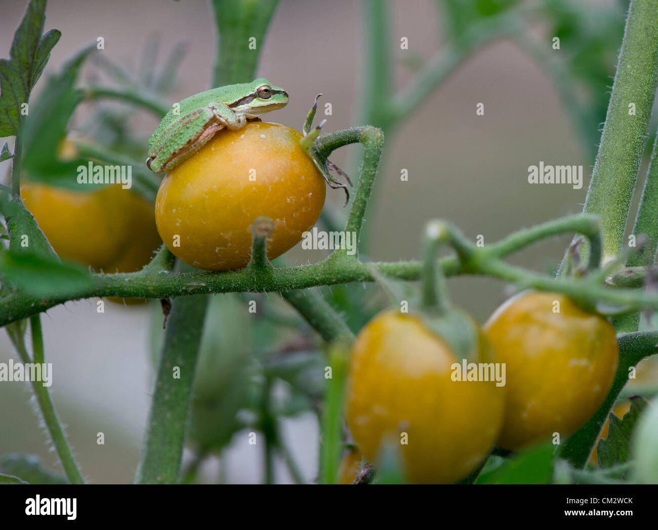 22. September 2012 - Oakland, Oregon, USA - sitzt eine kleine pazifische Laubfrosch auf einer Kirschtomate in einem Hochbeet-Garten ein Zuhause in der Nähe von Oakland. (Bild Kredit: Robin Loznak/ZUMAPRESS.com ©) Stockfoto