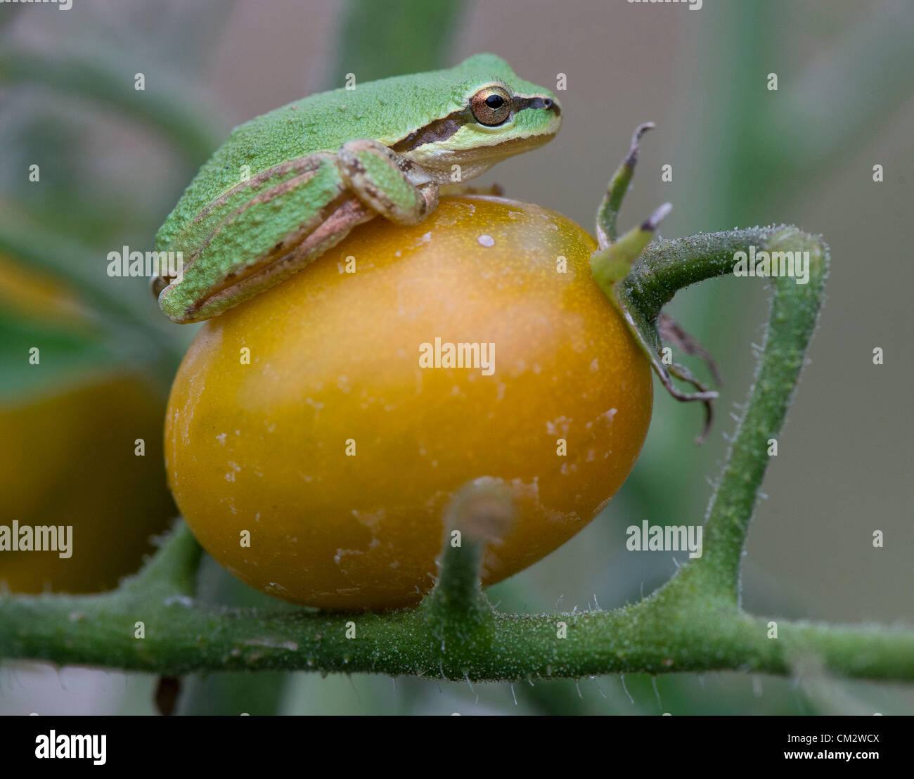 22. September 2012 - Oakland, Oregon, USA - sitzt eine kleine pazifische Laubfrosch auf einer Kirschtomate in einem Hochbeet-Garten ein Zuhause in der Nähe von Oakland. (Bild Kredit: Robin Loznak/ZUMAPRESS.com ©) Stockfoto