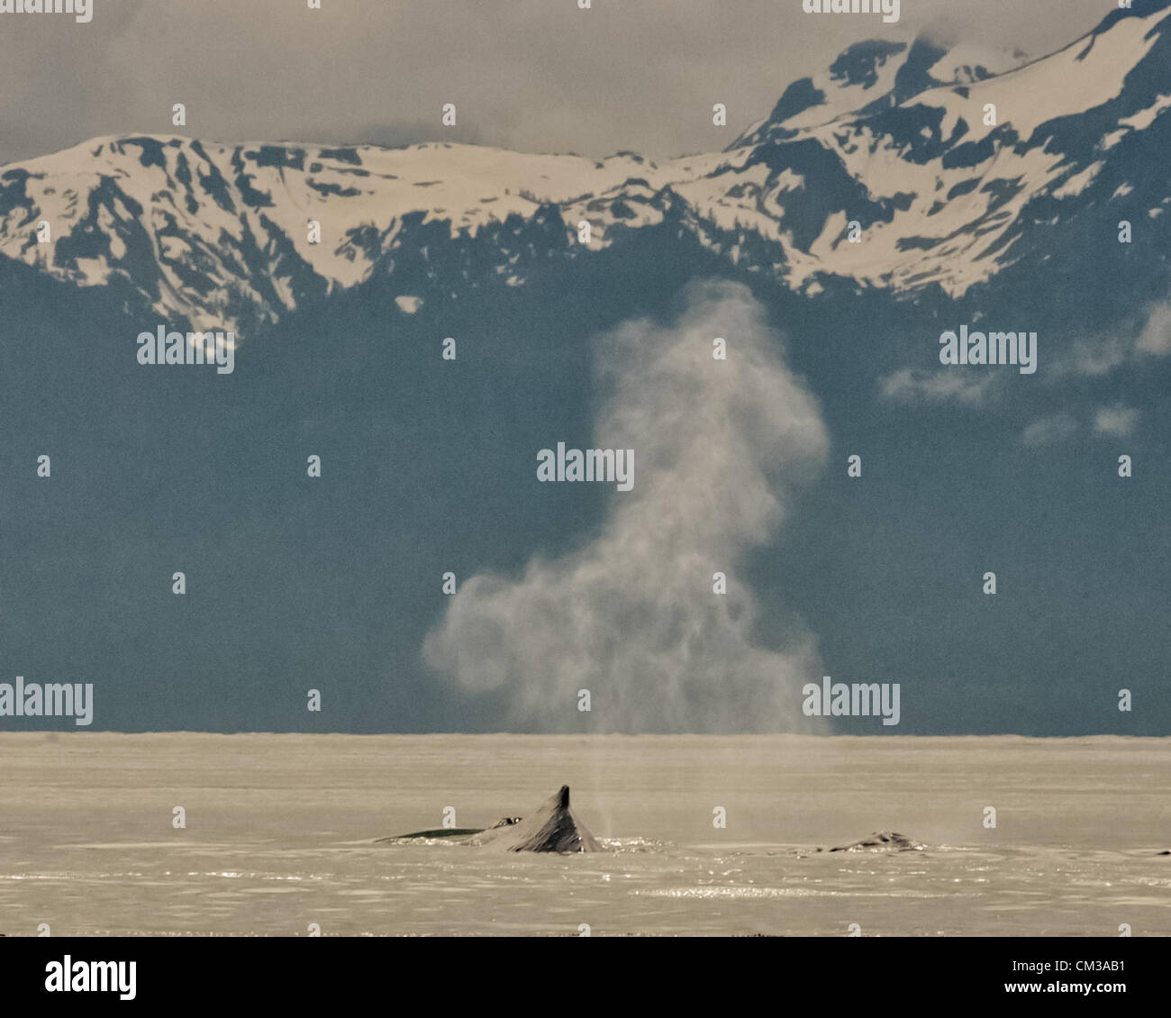 5. Juli 2012 hängt - Borough von Juneau, Alaska, uns - eine Wolke aus Dampf in die Luft geblasen von einem Buckelwal (Impressionen Novaeangliae), eine geschützte Tierart, die die Oberfläche zum Atmen zwischen Auke Bay und Stephens Passage, Alaska gebrochen hat. Seine Rückenflosse und Buckelwale erhebt sich über der Oberfläche und die Blaslöcher, wodurch es atmet, sichtbar hinter die Flosse. (Kredit-Bild: © Arnold Drapkin/ZUMAPRESS.com) Stockfoto