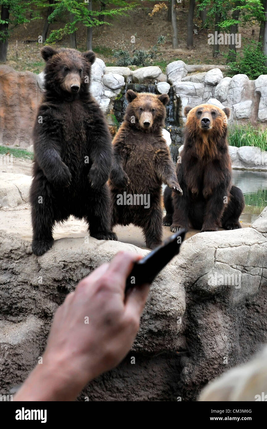 Familie von Kamtschatka-Braunbären zieht die Aufmerksamkeit der Besucher des Zoos in Brünn. Bärenjungen, Toby und Kuba, wurden am 30. Januar 2012 geboren. Toby und Kuba sind mit ihrer Mutter Kamtschatka in Brno, Tschechische Republik, 27. September 2012 gesehen. (Foto/Vaclav Salek CTK) Stockfoto