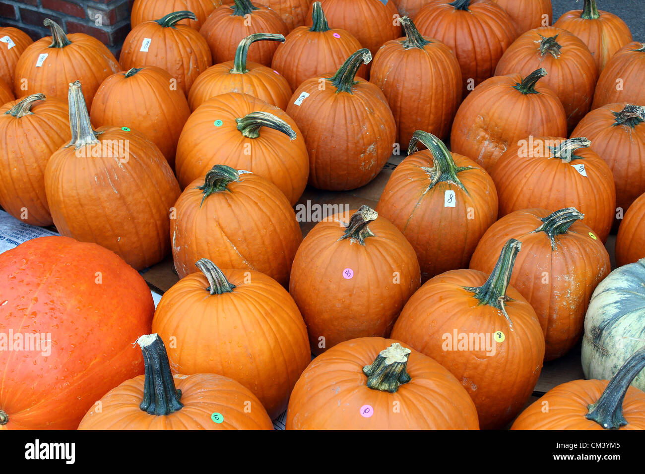 Kürbis-Vorbereitungen für Halloween auf dem Capitol Markt im freien Bauernmarkt in Charleston, West Virginia, USA. 28.09.2012 Bild: DMS Stockfoto