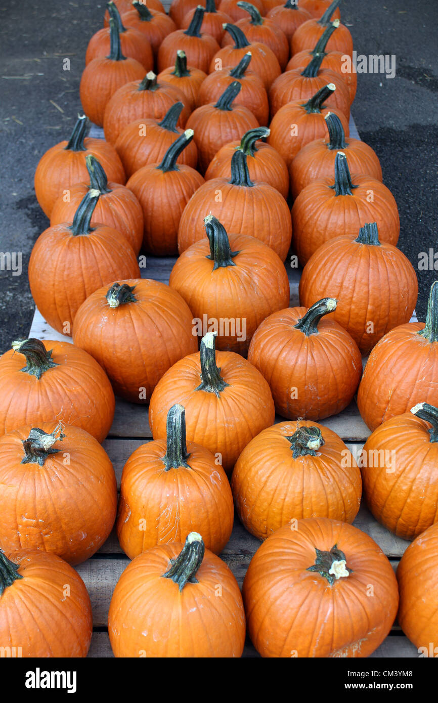 Kürbis-Vorbereitungen für Halloween auf dem Capitol Markt im freien Bauernmarkt in Charleston, West Virginia, USA. 28.09.2012 Bild: DMS Stockfoto