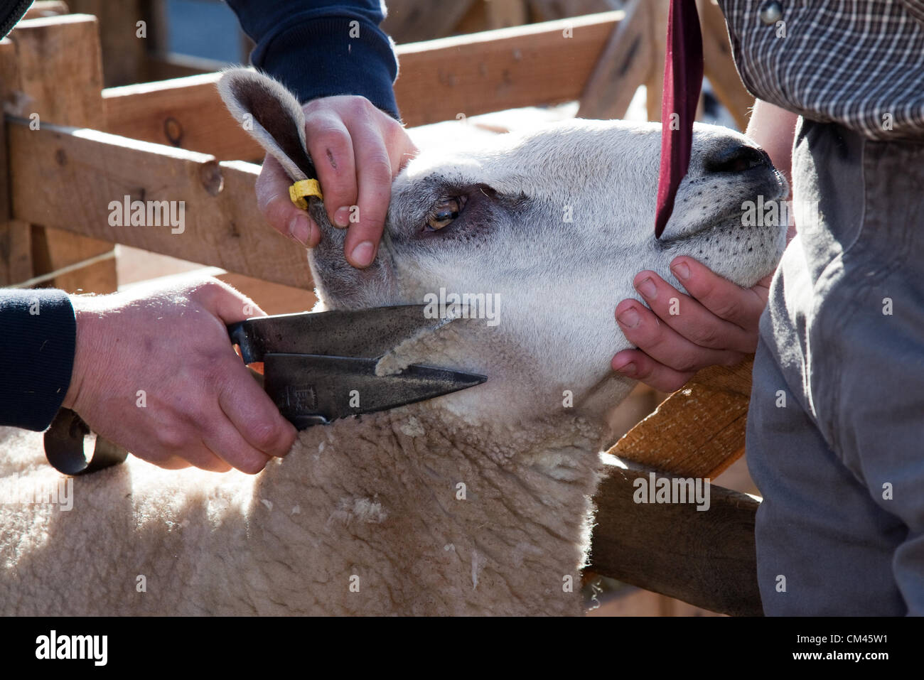 Schneiden, Pflegen ein Maultier Schaf bei der jährlichen Jurierung und Ausstellung, eine Nächstenliebe, die Veranstaltung am 29. und 30. September 2012 im Masham market place in der Nähe von Bedale in North Yorkshire Dales statt. UK. Stockfoto