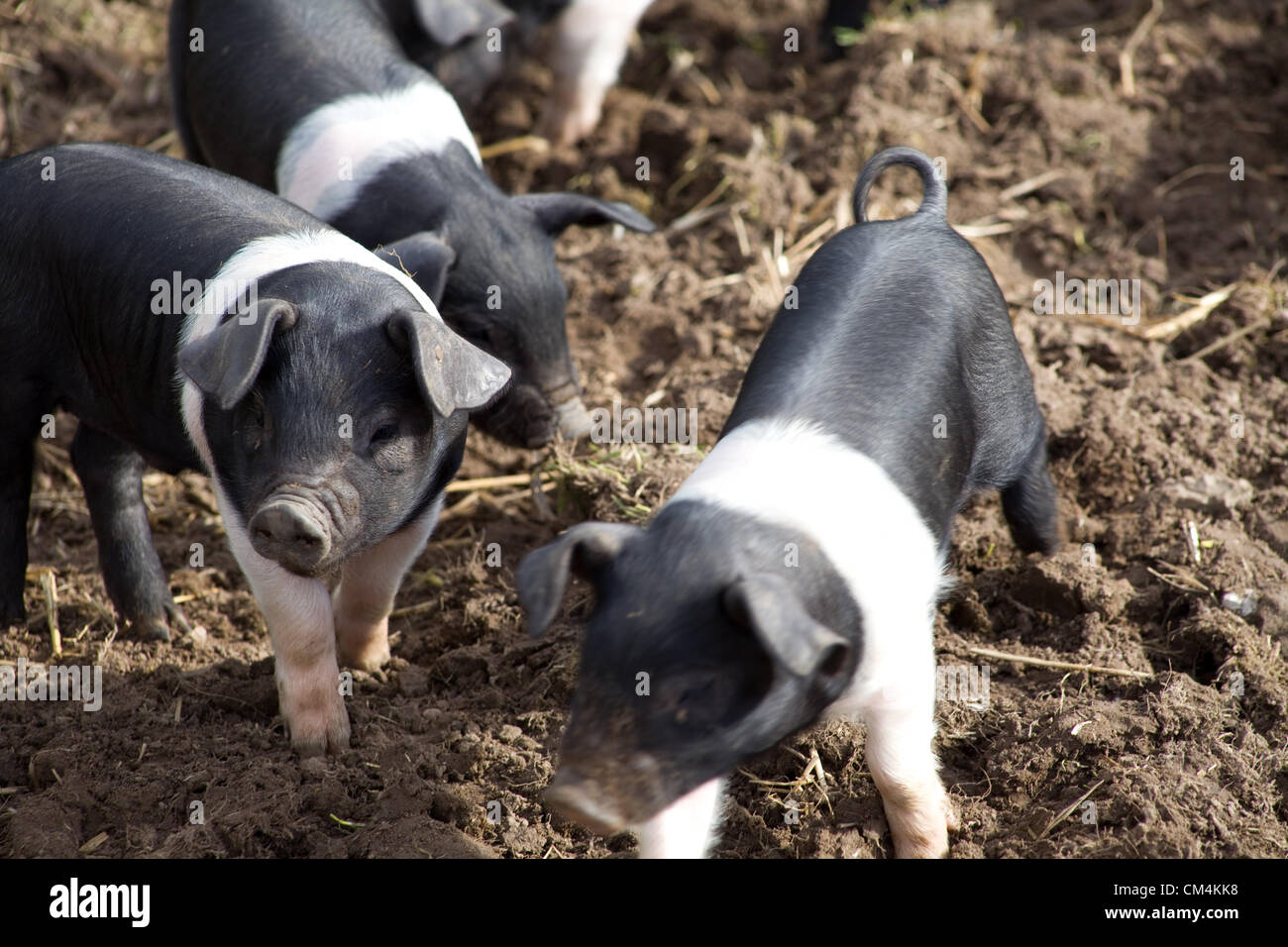 Britische Saddleback Ferkel, die nach Nahrung im Schlamm forten. Ein britisches, Seltenes Schwein, das schwarz-weiß ist. Stockfoto