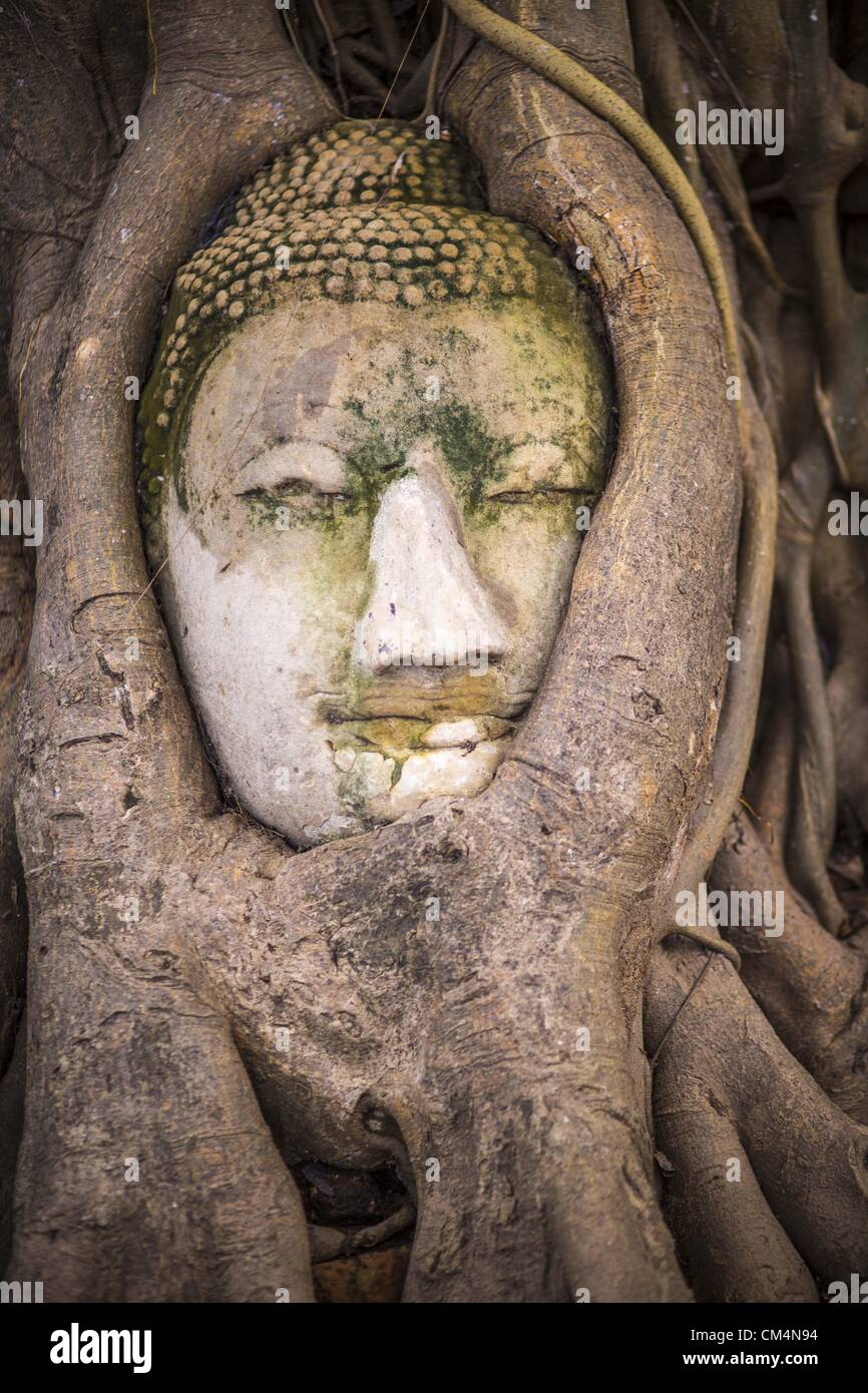3. Oktober 2012 - Ayutthaya, Ayutthaya, Thailand - Buddha Kopf in einen Feigenbaum im Wat Mahathat, die einst den Tempel des königlichen Hofes in Ayutthaya. Der Buddha-Kopf ist eines der Wahrzeichen des Tempels und der Stadt. Ayutthaya ist die ehemalige kaiserliche Hauptstadt der damaligen Siam, heute Thailand. Ayutthaya wurde wurde um 1350 gegründet und der zweite Hauptstadt von Siam nach Sukhothai. Ayutthaya Lage zwischen China, Indien und dem Malaiischen Archipel gemacht Ayutthaya Handelszentrum der das Seengebiet. Um 1700 war Ayutthaya die größte Stadt der Welt mit insgesamt 1 Million Einwohner. Die Ayutt Stockfoto