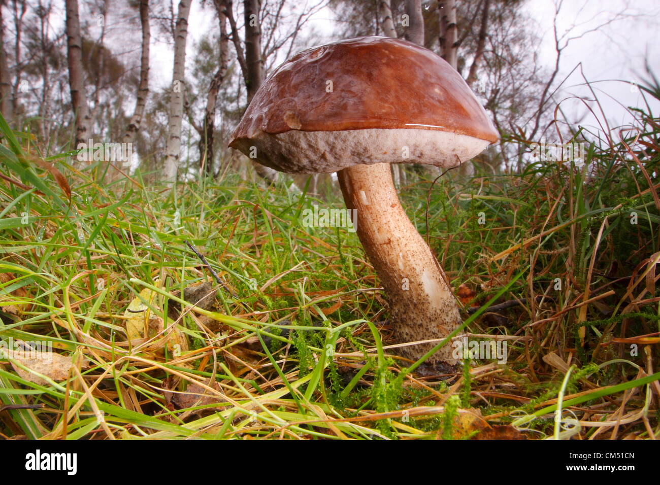 Orange Birch Bolete (Leccinum Versipelle), wächst auf Waldboden unter Silber Birken im Peak District Wald, Derbyshire Stockfoto