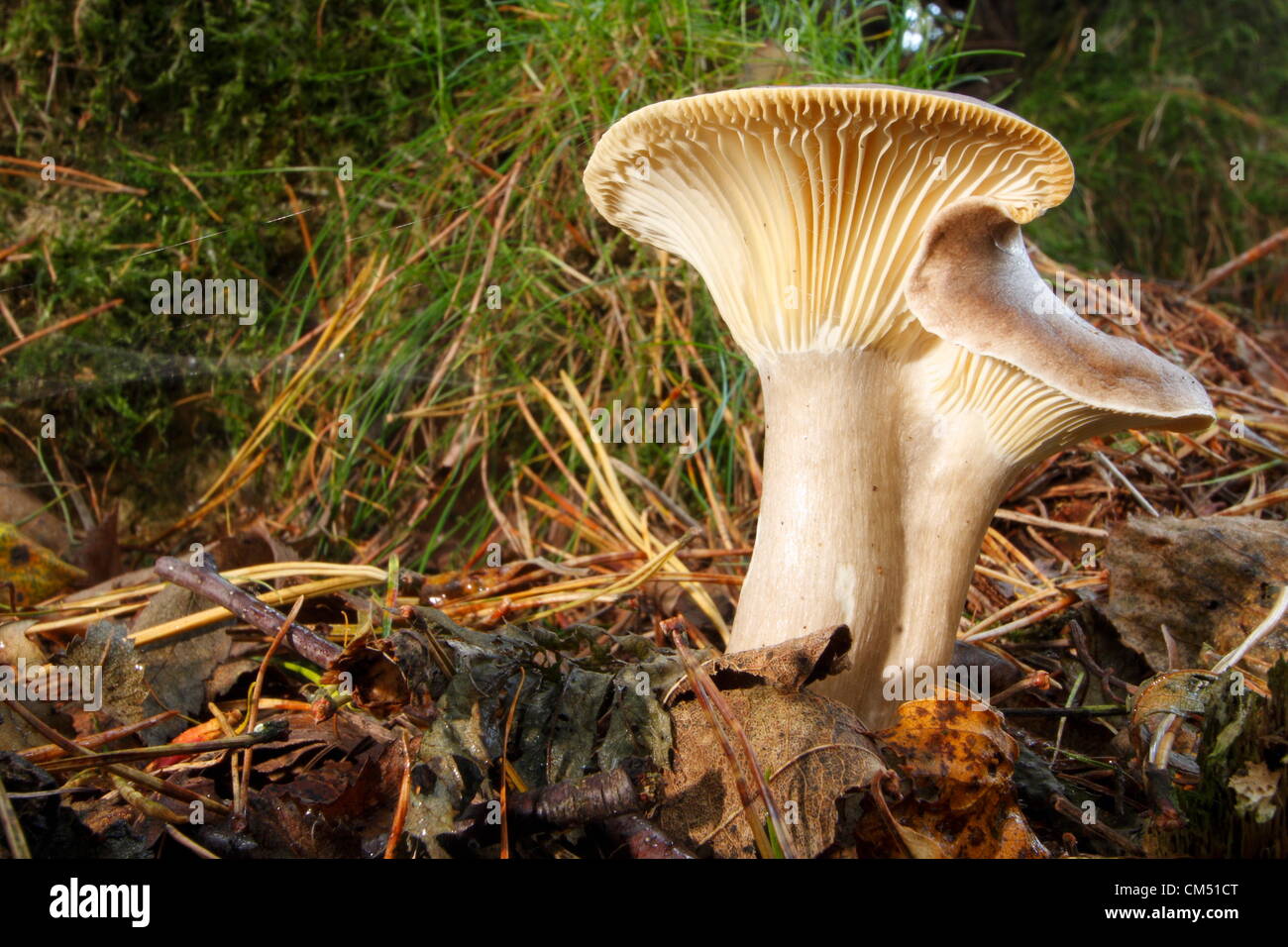 Fungii wächst unter Laubstreu auf Waldboden im Peak District, Derbysshire Stockfoto