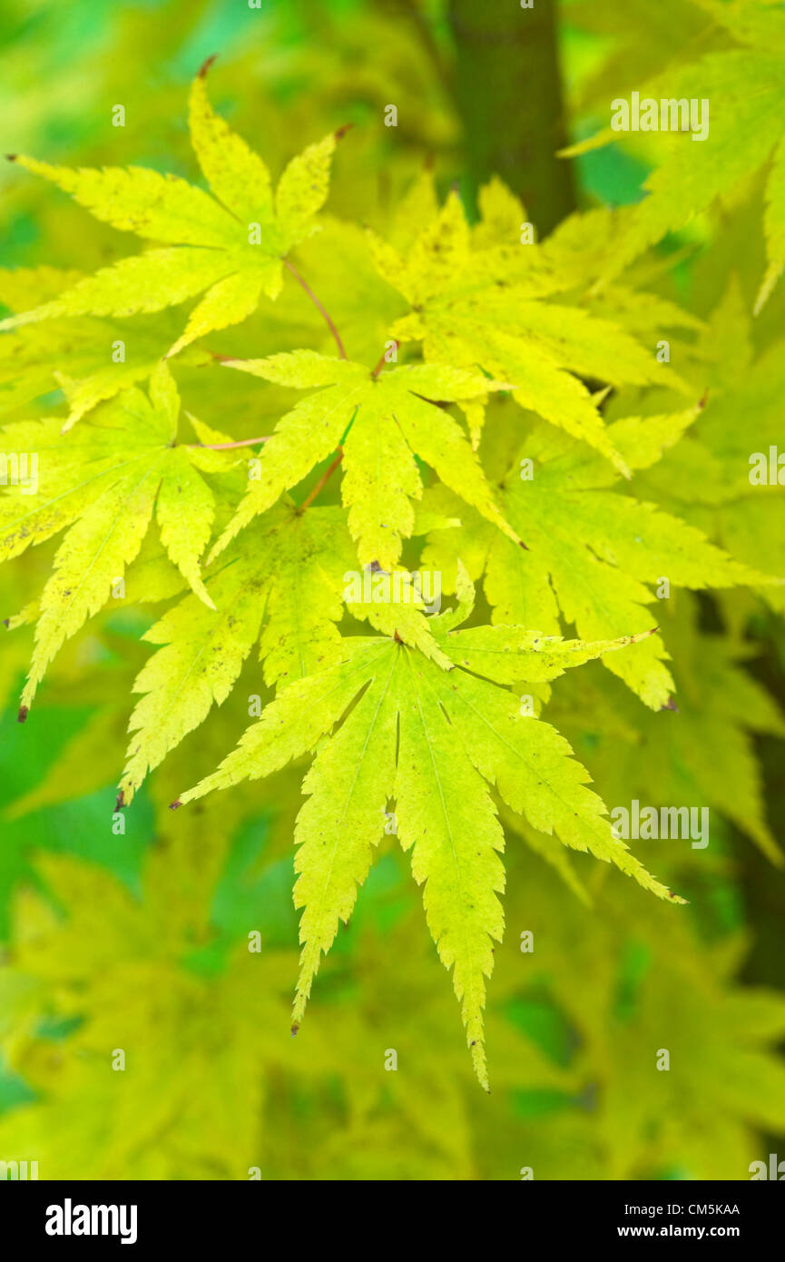Acer Palmatum Sango-Kaku Herbstlaub Stockfoto