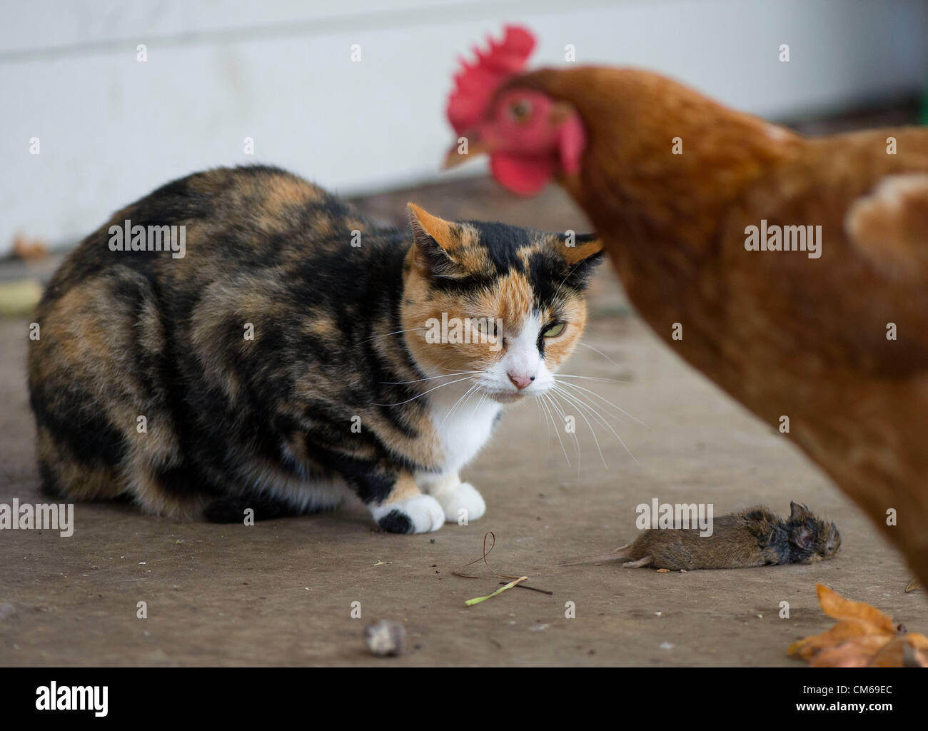 14. Oktober 2012 - Elkton, Oregon, USA - versucht eine Hauskatze namens Sweetie ihr töten von einem freilaufenden Huhn auf der hinteren Veranda eines Hauses im ländlichen Douglas County, nahe Elkton zu verteidigen. Die Katze schließlich verteidigen die Toten Gopher aufgegeben und ließ es zu das Huhn. (Bild Kredit: Robin Loznak/ZUMAPRESS.com ©) Stockfoto