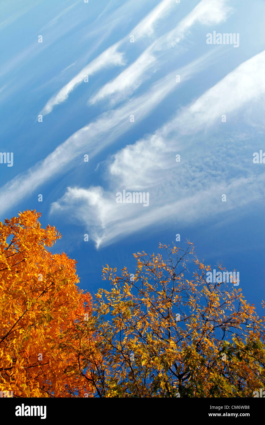 Boston, USA. 18. Oktober 2012. Wechselnden Farben der Blätter im Herbst, wie der Herbst nach New England mit gelben kommt Blätter auf den Bäumen am Ufer des Charles River in Boston, Massachusetts, USA. Bildnachweis: Paul Brown / Alamy Live News Stockfoto