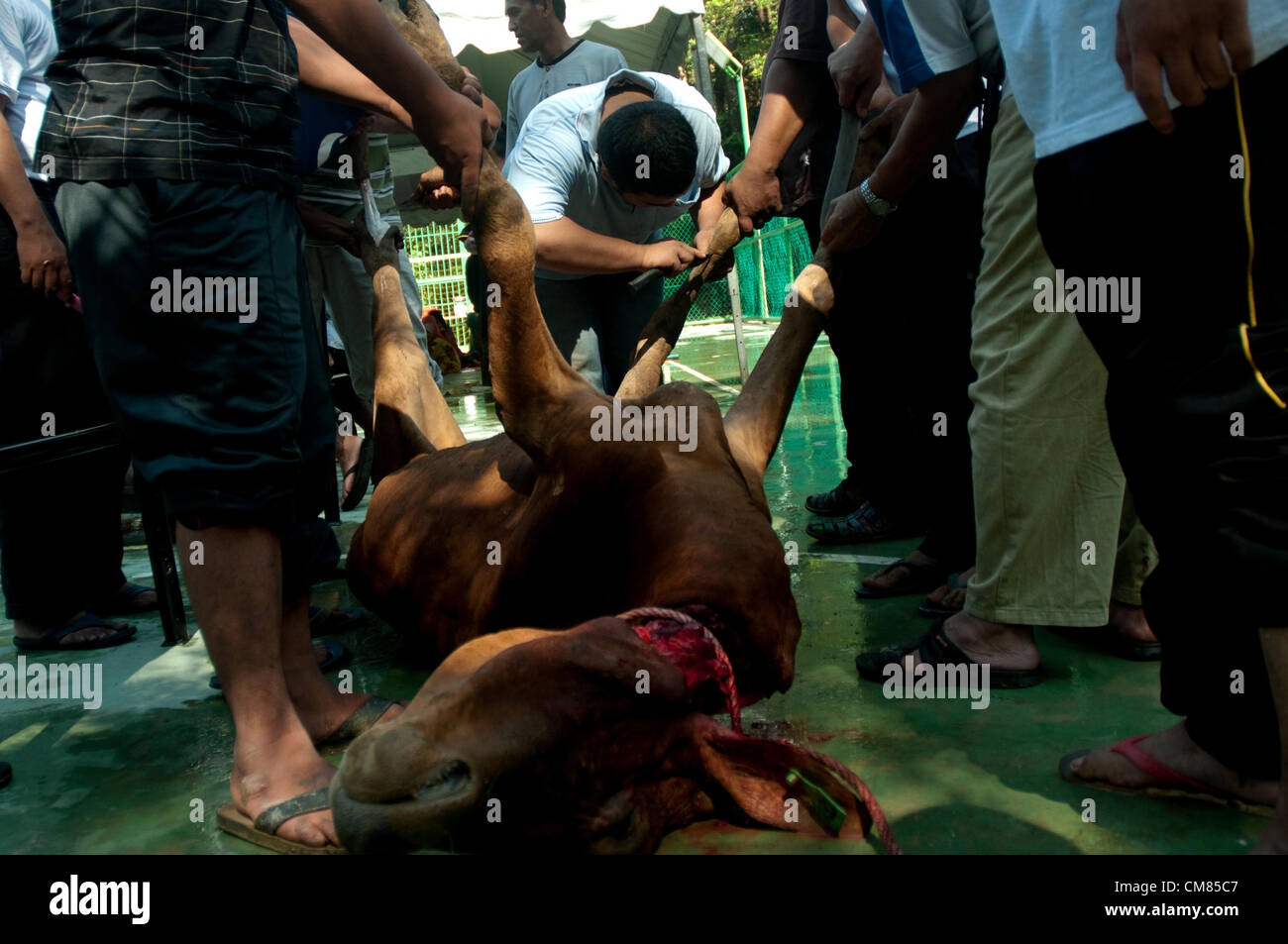 Malaysische muslimische Pilger Schlachtung eines Tieres als Opfer während der Eid al-Adha Opferfest in Selangor außerhalb Kuala Lumpur, Malaysia, Montag, 26. November 2012 Stockfoto