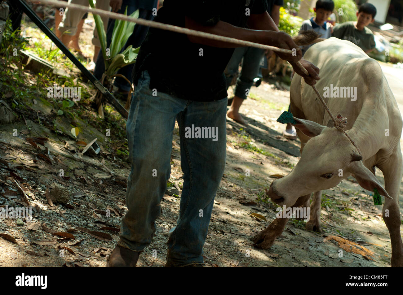 Ein Tier wurde Opfer während der Eid al-Adha Opferfest in Selangor außerhalb Kuala Lumpur, Malaysia, Montag, 26. November 2012 sein. Stockfoto