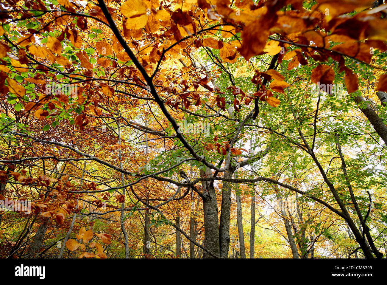 Abruzzen, Italien. 26. Oktober 2012. Herbstfarben in der Buche in den Gran Sasso Nationalpark in der Nähe von Farindola in den Abruzzen in Italien, markiert das Ende des europäischen Sommers Zeit diese kommenden Sonntag. Bildnachweis: Marc Hill / Alamy Live News Stockfoto