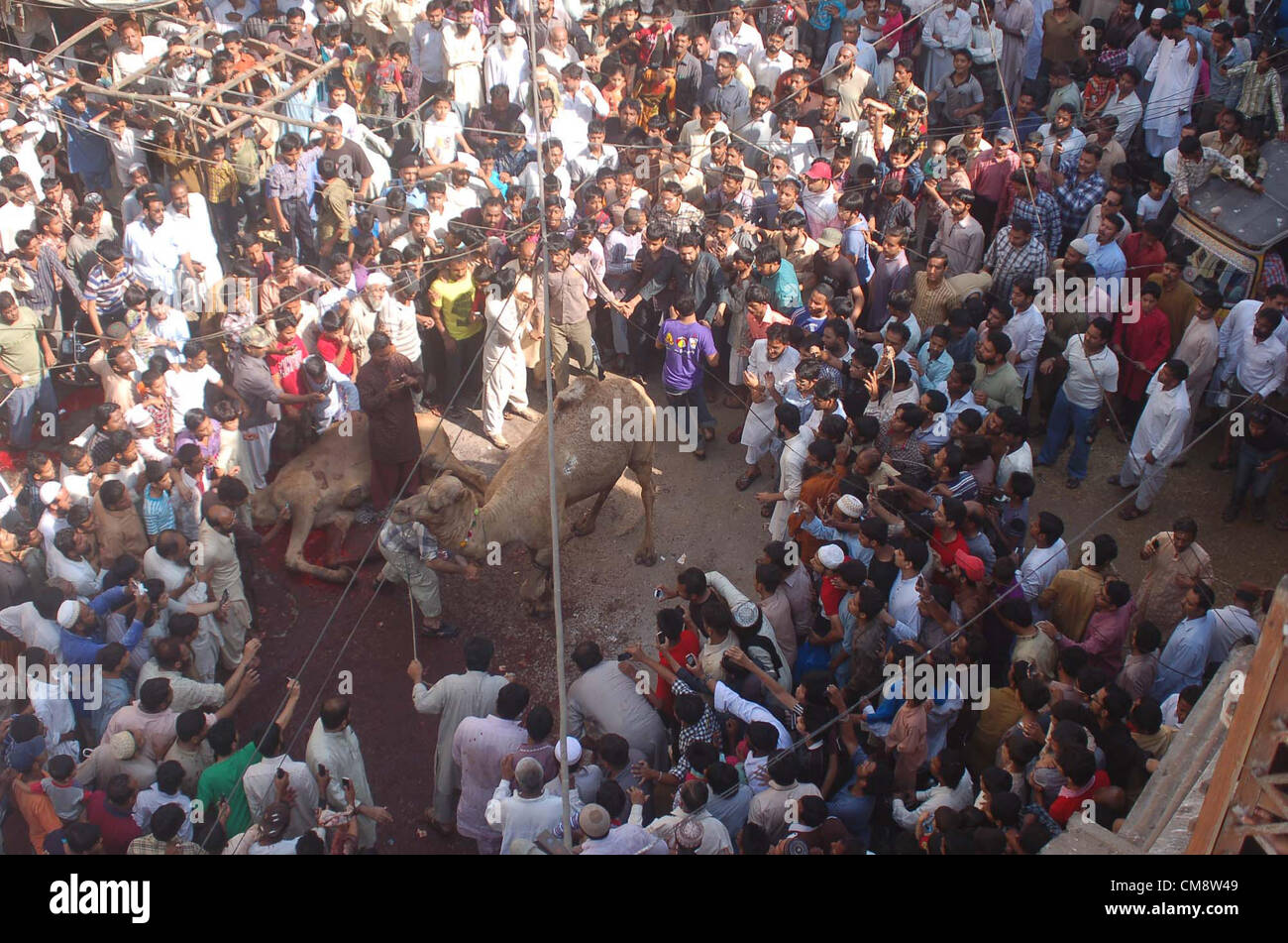 Ahle Hadith Muslime Opfern Kamel am 4. Tag des Eid-Ul-Azha auf Masjid-e-Ahle Hadith auf Burn Road in Karachi auf Dienstag, 30. Oktober 2012. Stockfoto