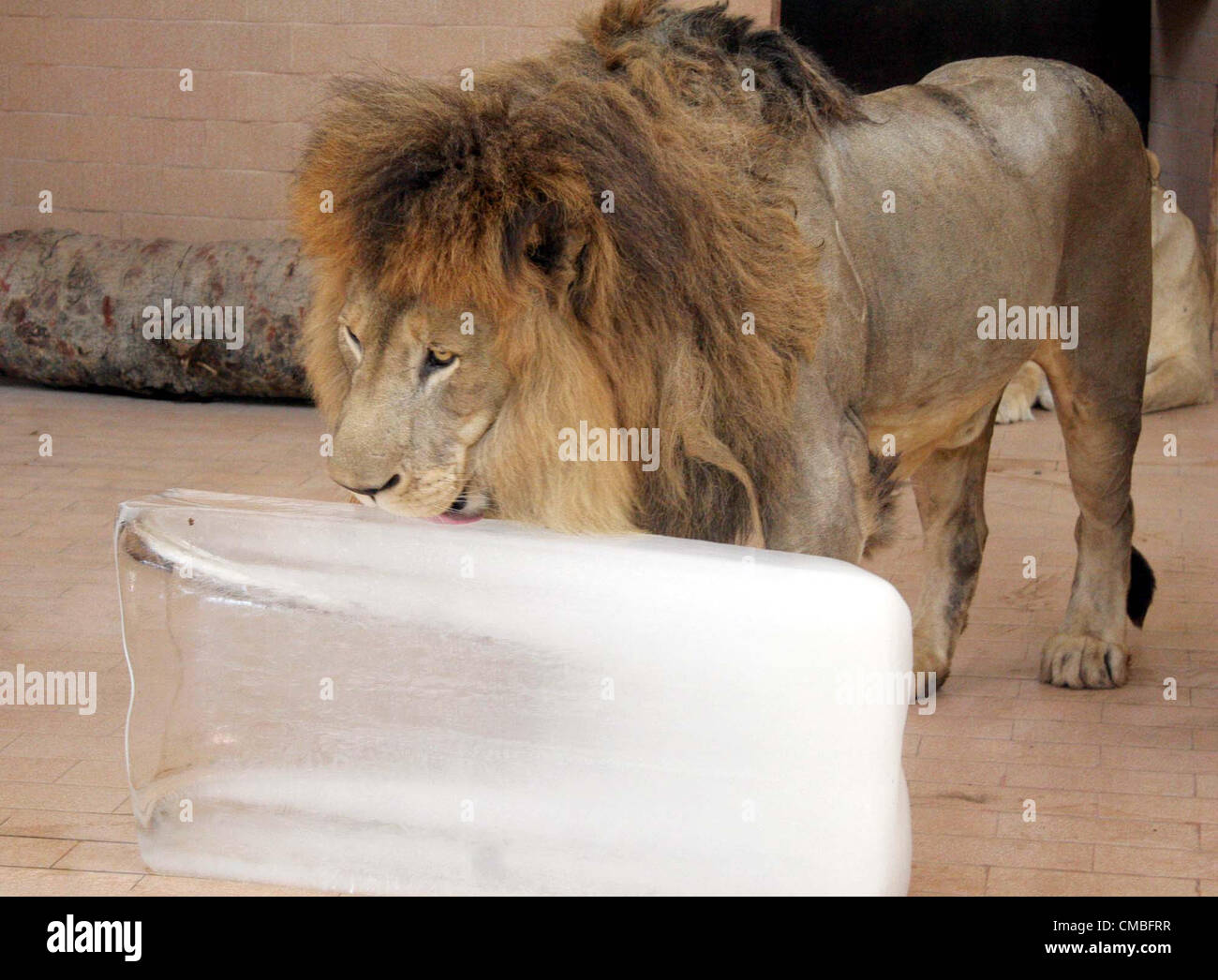 Lende essen Eis, die Hitze wegen des heißen und trockenen Wetters in Lahore Zoologischer Garten auf Mittwoch, 11. Juli 2012 zu schlagen. Stockfoto