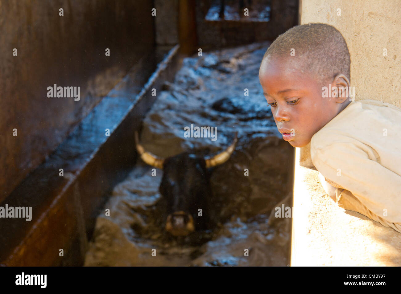 8. Juni 2012 - Tshaburomu (Dorf, Simbabwe - 8. Juni 2012, Bulilima, Zimbabwe - ein junges Mädchen schaut zu, wie Vieh die Tshaburomu Rinder Tauchbehälter im Bezirk Bulilima der südlichen Simbabwe eingeben. Durch Viehhaltung frei von Zecken, können Viehzüchter Krankheitsprävalenz in ihren Herden reduzieren und deren Gesamtwert zu erhöhen, indem Sie gesünder, dicker Rinder produzieren. Im Rahmen des Konsortiums Preis (Förderung der Erholung in Simbabwe) arbeitet die CRS mit Sorgfalt und ACDI/VOCA, um das Vieh Wertschöpfungskette durch solche Behälter zu verbessern. (Kredit-Bild: © David Snyder/ZUMAPRESS.com) Stockfoto