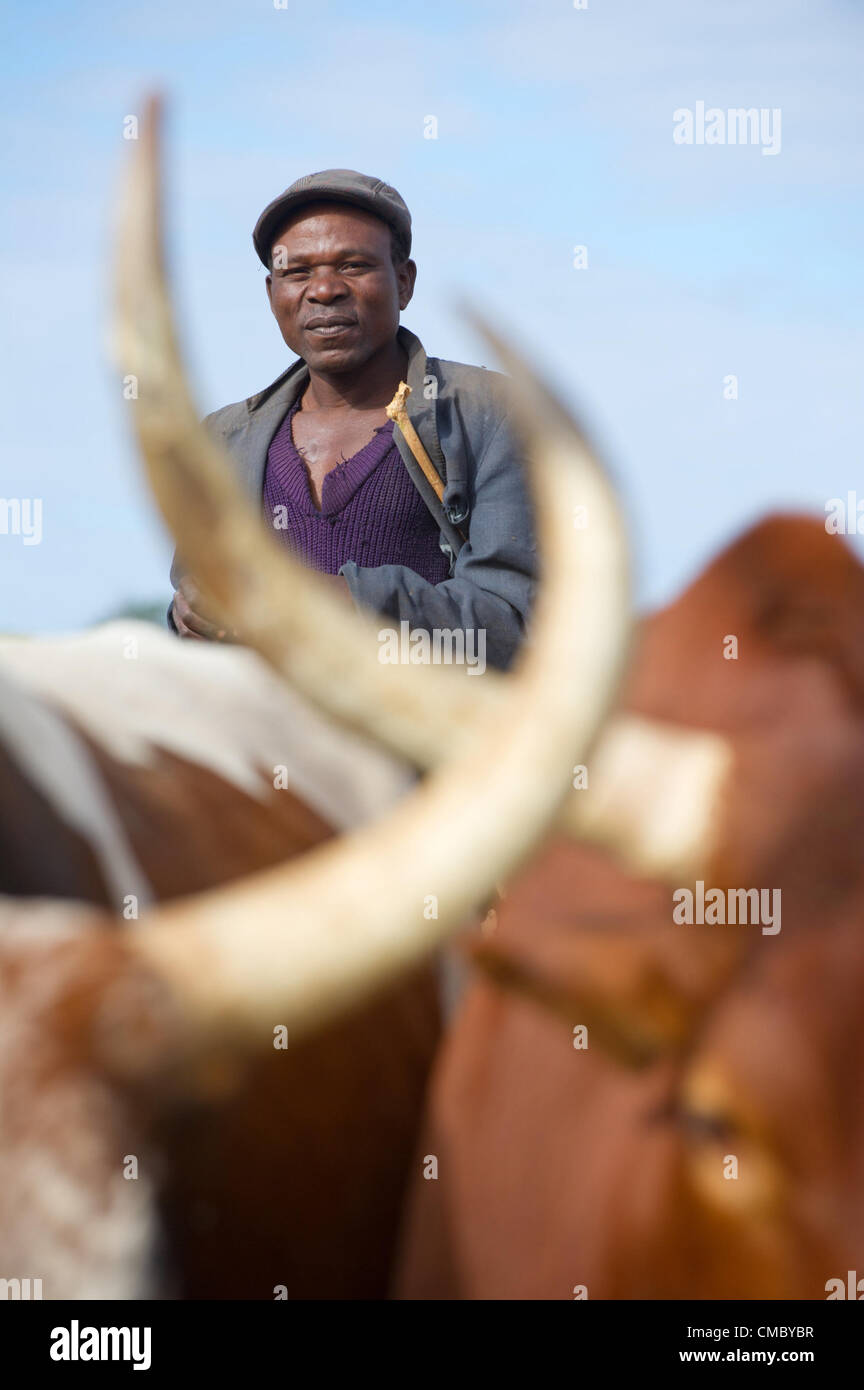 14. Juni 2012 - Makuni (Dorf, Simbabwe - 14. Juni 2012, Rushinga, Zimbabwe - ein Vieh Herder treibt sein Vieh, das Mukuhununu Vieh Tauchbehälter im Stadtteil Rushinga Nordosten Simbabwes. Tank Rinder erlaubt es dem Besitzer halten ihre Herden frei von krankheitserregenden Zecken, letztlich die Wertsteigerung ihrer Tiere. Preis Mitglied des Konsortiums ACDI/VOCA rehabilitiert die Website mit Nahrung für Vermögenswerte (FFA) Arbeit in 2011-985 solcher Vermögenswerte erstellt von CRS, Pflege und ACDI/VOCA durch die ersten zwei Jahre des Projektes Preis (Förderung der Erholung in Simbabwe). (Kredit-Bild: © David Snyder/ZUM Stockfoto