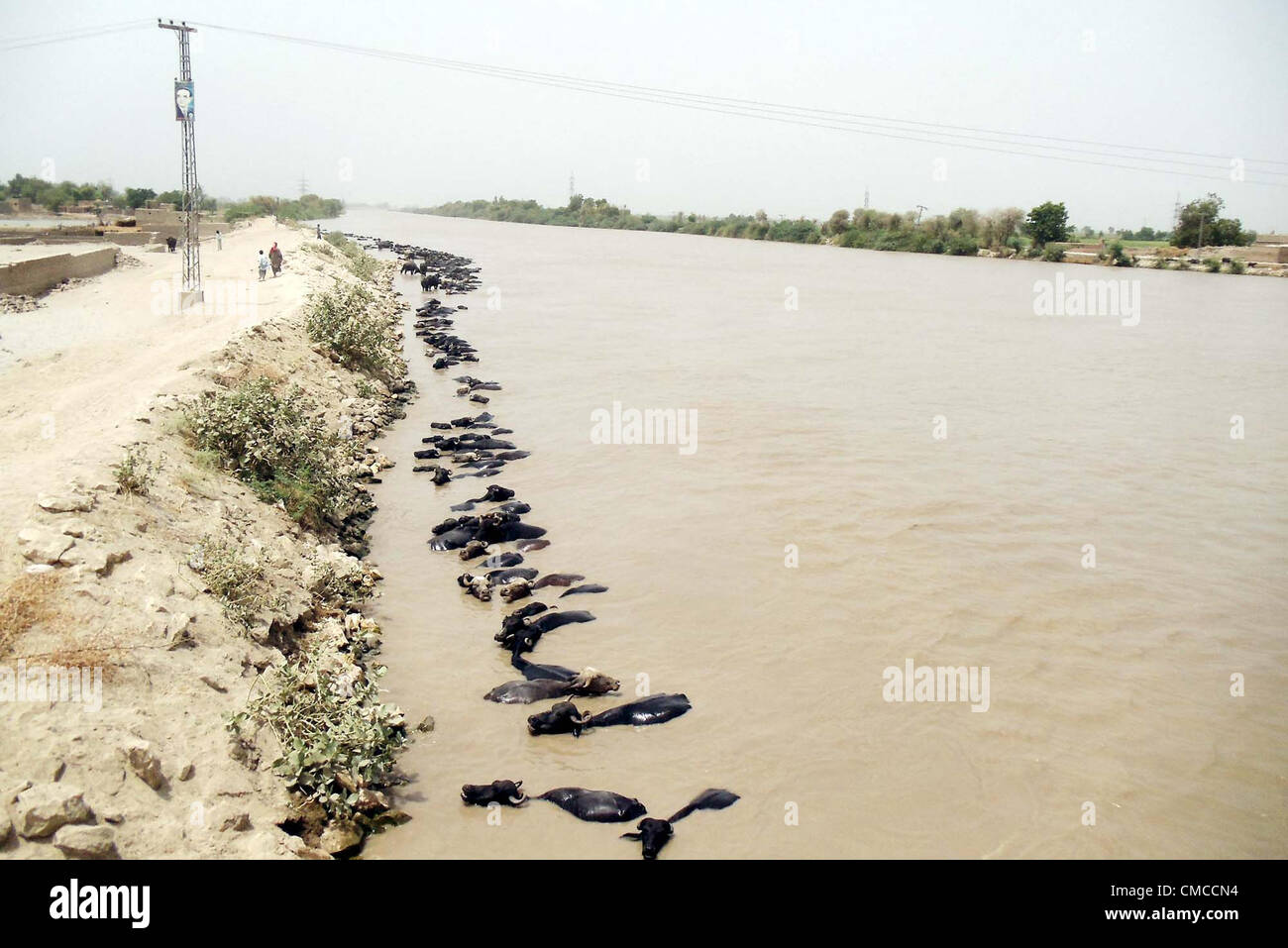 Büffel Baden, die Hitze in Reis Kanal schlagen sich abkühlen von sengender Hitze an einem heißen Tag des Sommers in Naundero auf Dienstag, 17. Juli 2012. Stockfoto
