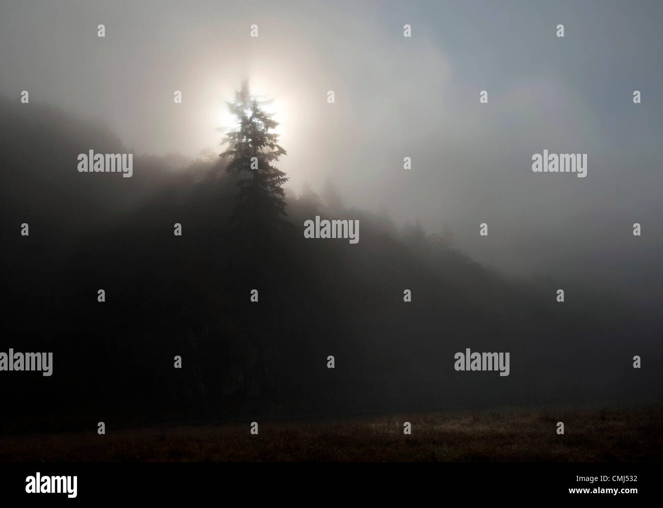 14. August 2012 - Elkton, Oregon, USA - Crepuscular Lichtstrahlen durchschneiden dicken Morgennebel auf einem Hügel mit Douglasien nahe Elkton bewaldet. Das Wort dämmerungsaktiv kommt aus dem lateinischen '' Crepusculum'' Bedeutung Zwielicht und bezieht sich auf Streaming-Strahlen des Lichts, die manchmal in der Dämmerung und Morgengrauen offensichtlich sind. (Bild Kredit: Robin Loznak/ZUMAPRESS.com ©) Stockfoto