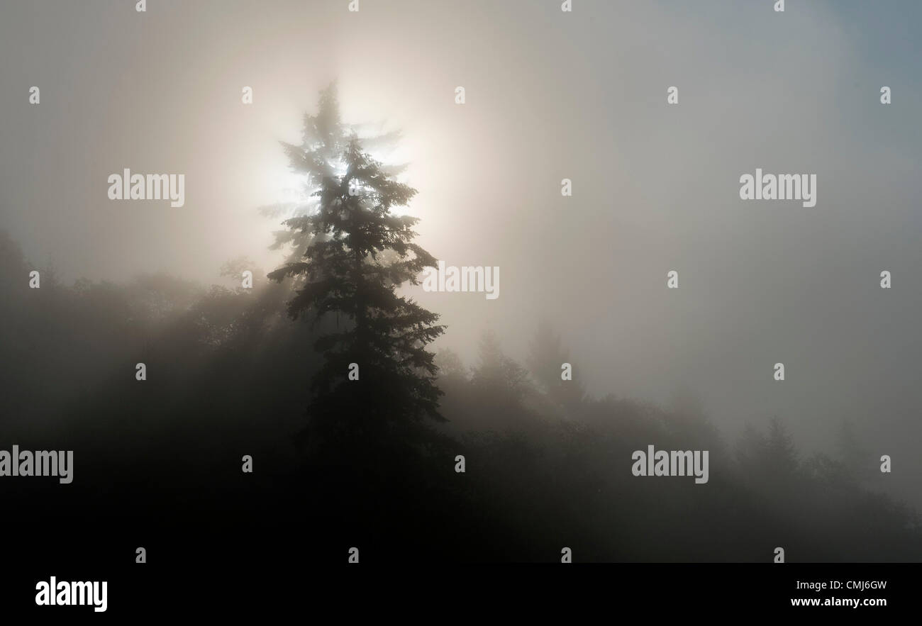 14. August 2012 - Elkton, Oregon, USA - Crepuscular Lichtstrahlen durchschneiden dicken Morgennebel auf einem Hügel mit Douglasien nahe Elkton bewaldet. Das Wort dämmerungsaktiv kommt aus dem lateinischen '' Crepusculum'' Bedeutung Zwielicht und bezieht sich auf Streaming-Strahlen des Lichts, die manchmal in der Dämmerung und Morgengrauen offensichtlich sind. (Bild Kredit: Robin Loznak/ZUMAPRESS.com ©) Stockfoto