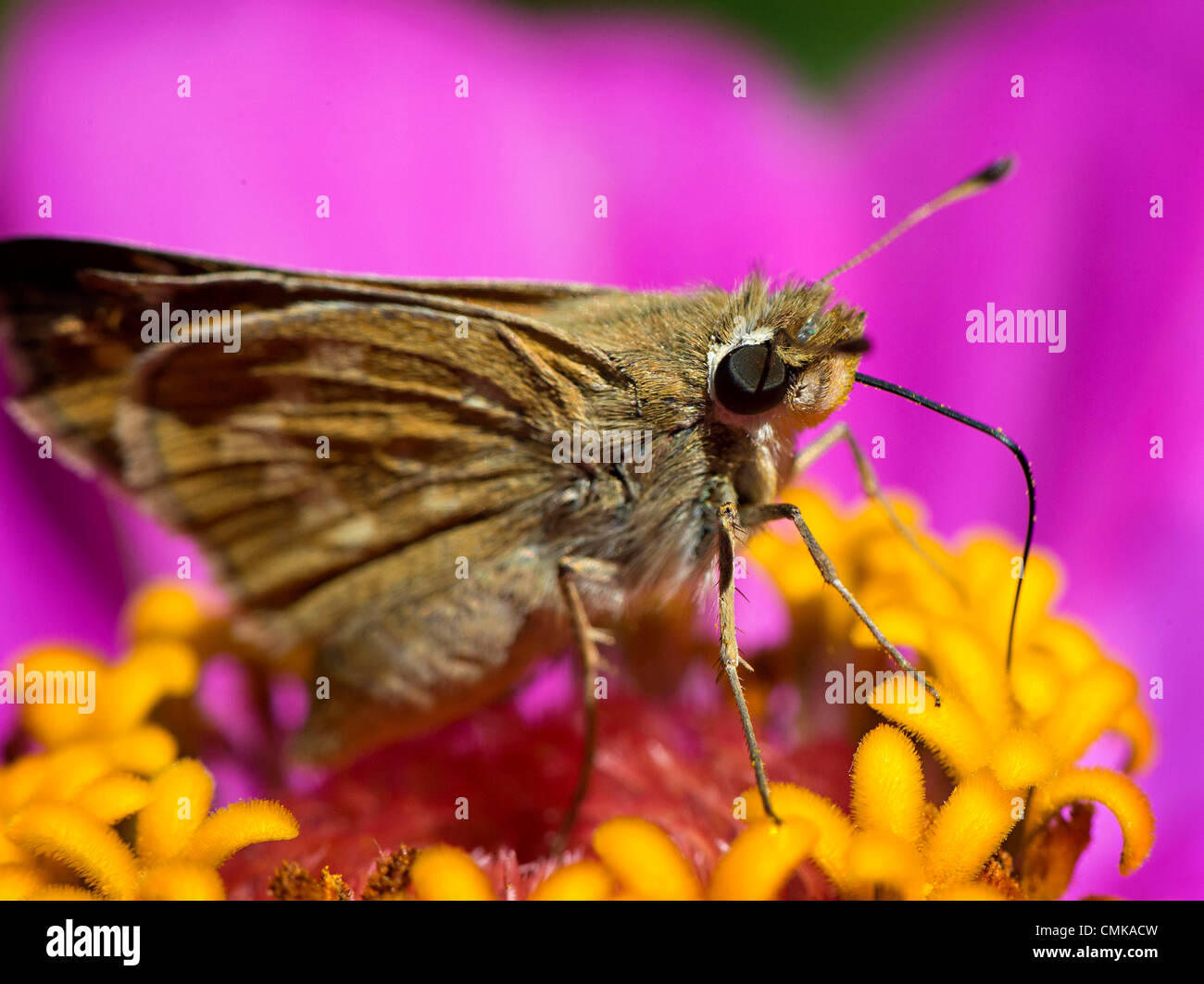 22. August 2012 - Roseburg, Oregon, USA - feeds ein Skipper Schmetterling mit seinen langen Rüssel auf eine Zinnia Blume in einem county Park in der Nähe von Roseburg. Skipper Schmetterlinge sind benannt nach ihren schnellen stechen Flug Gewohnheiten. (Bild Kredit: Robin Loznak/ZUMAPRESS.com ©) Stockfoto