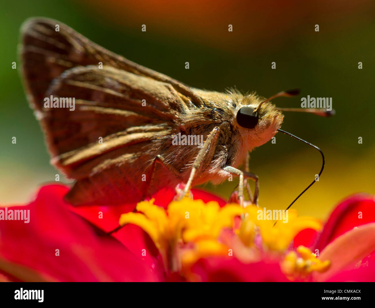 22. August 2012 - Roseburg, Oregon, USA - feeds ein Skipper Schmetterling mit seinen langen Rüssel auf eine Zinnia Blume in einem county Park in der Nähe von Roseburg. Skipper Schmetterlinge sind benannt nach ihren schnellen stechen Flug Gewohnheiten. (Bild Kredit: Robin Loznak/ZUMAPRESS.com ©) Stockfoto