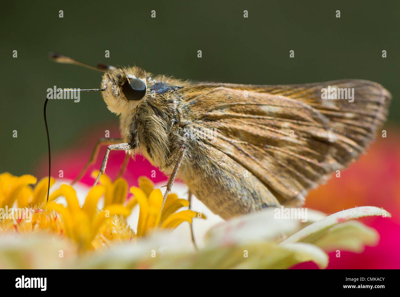 22. August 2012 - Roseburg, Oregon, USA - feeds ein Skipper Schmetterling mit seinen langen Rüssel auf eine Zinnia Blume in einem county Park in der Nähe von Roseburg. Skipper Schmetterlinge sind benannt nach ihren schnellen stechen Flug Gewohnheiten. (Bild Kredit: Robin Loznak/ZUMAPRESS.com ©) Stockfoto