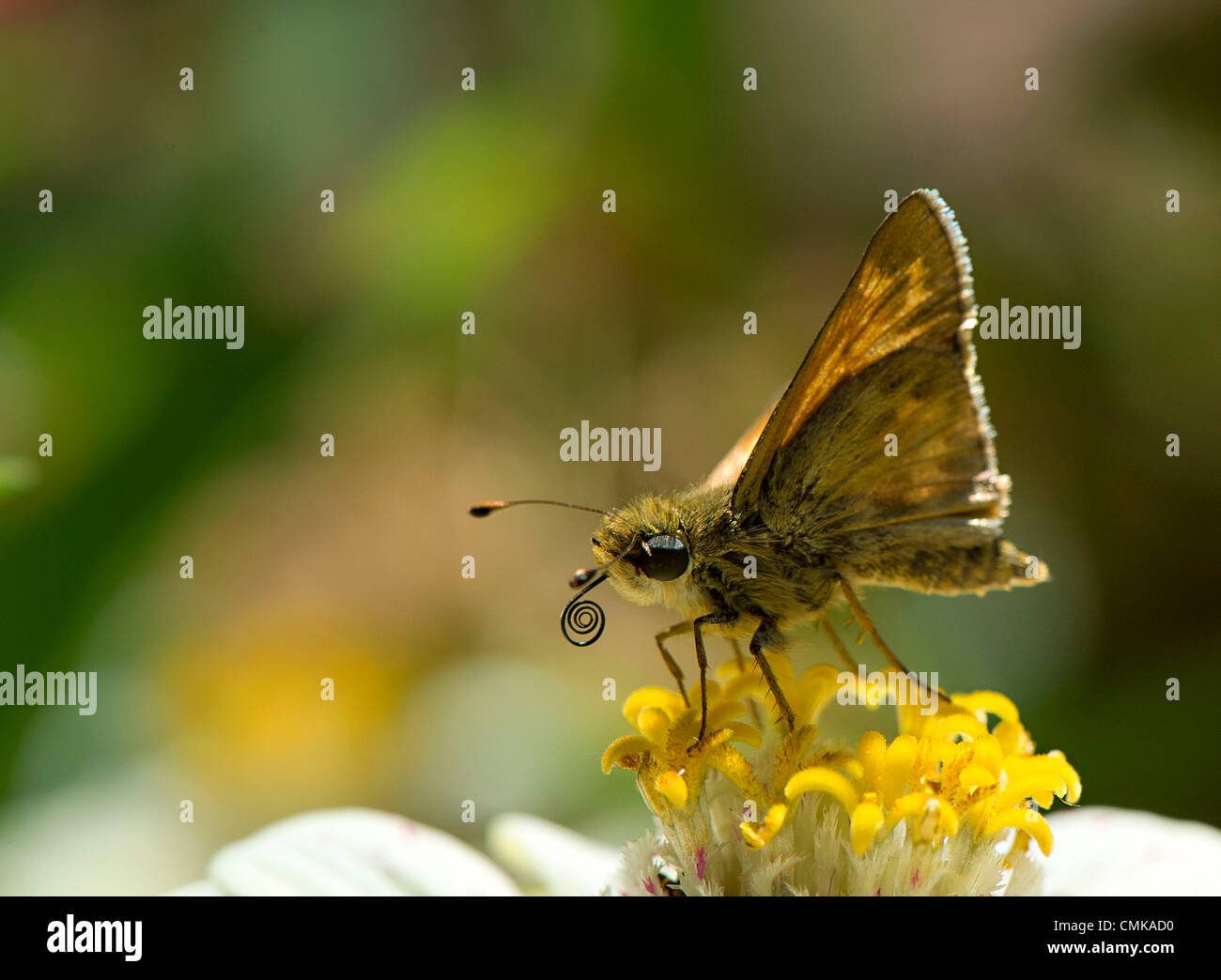 22. August 2012 - Roseburg, Oregon, USA - feeds ein Skipper Schmetterling mit seinen langen Rüssel auf eine Zinnia Blume in einem county Park in der Nähe von Roseburg. Skipper Schmetterlinge sind benannt nach ihren schnellen stechen Flug Gewohnheiten. (Bild Kredit: Robin Loznak/ZUMAPRESS.com ©) Stockfoto